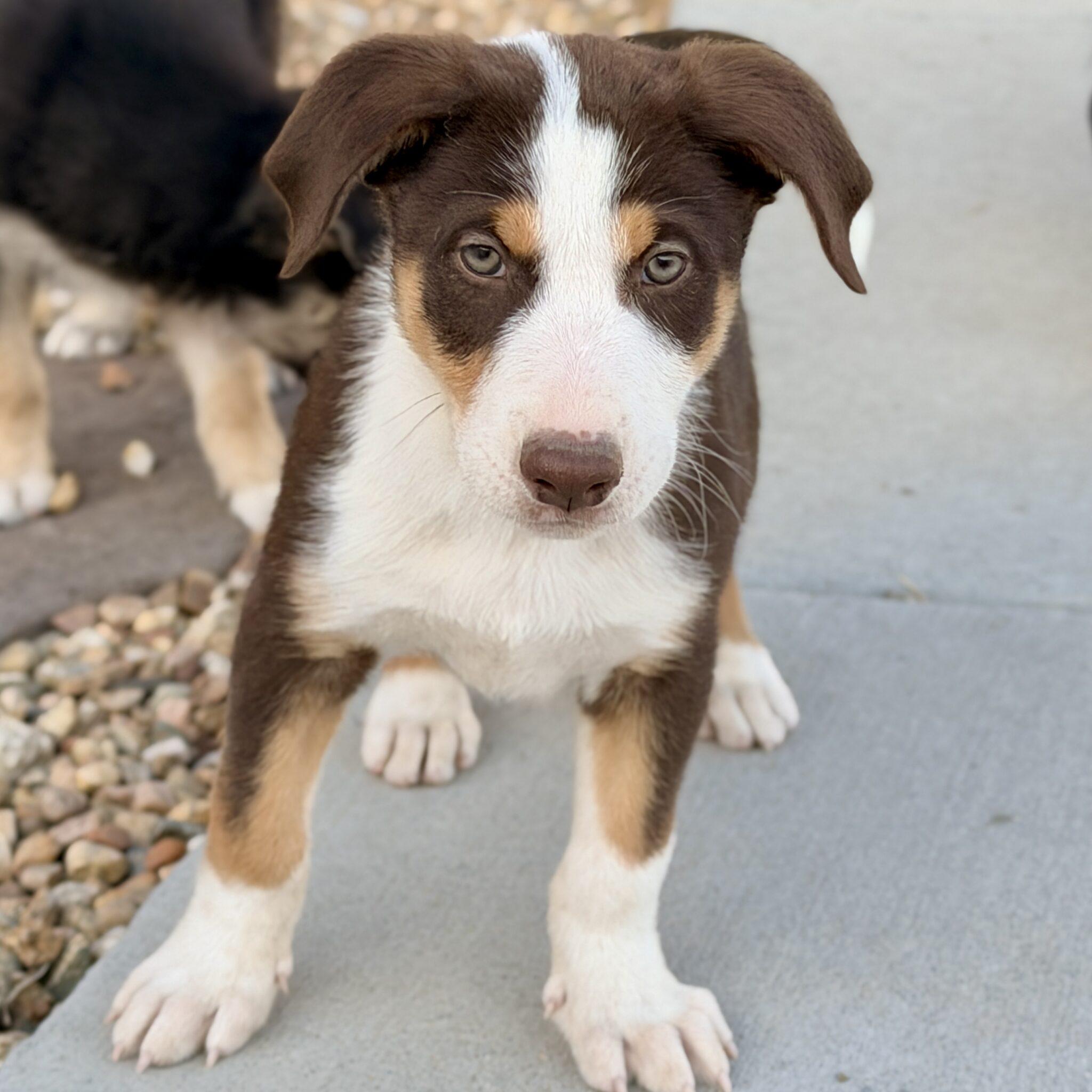 Enlarge Drake, a ADOPTABLE mixed breed in Mead, CO image 5/6