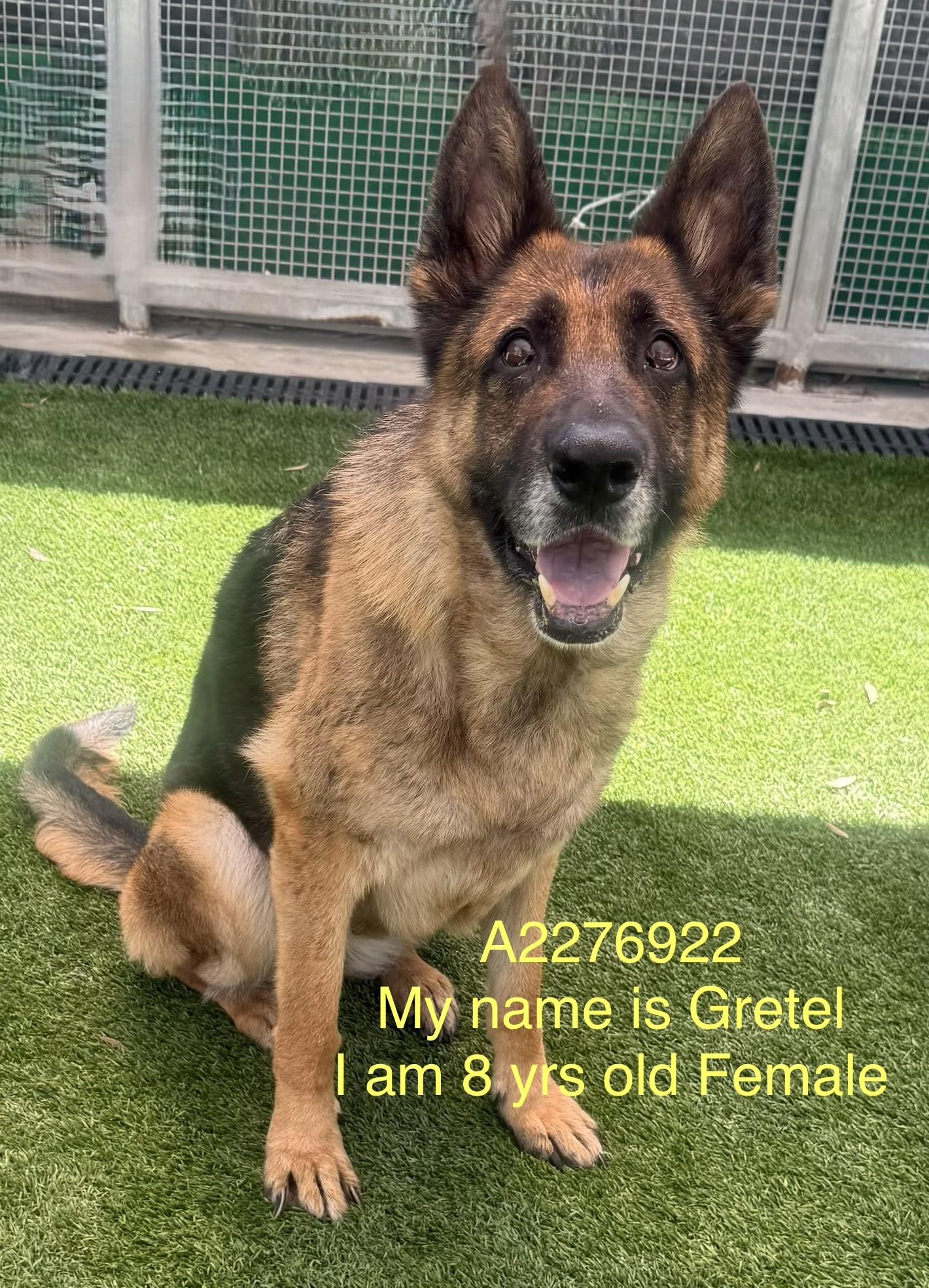 GRETEL, Adoptable, Adult Female German Shepherd Dog.