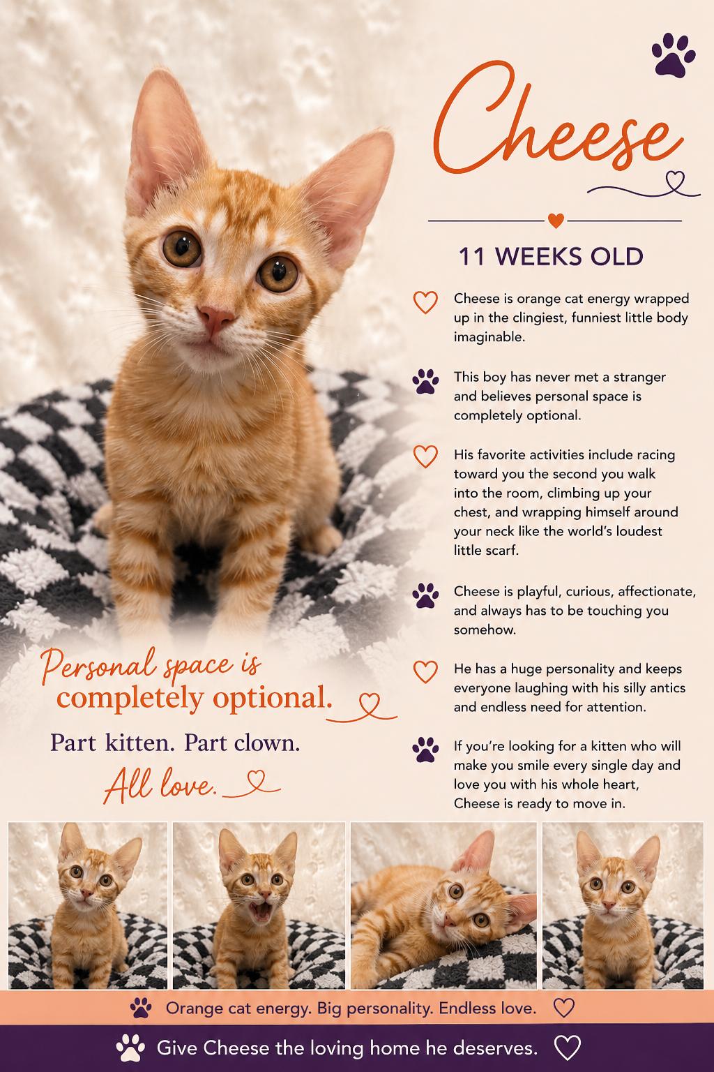 Enlarge Cheese Casey, an adopted Tabby in Phoenix, AZ image 1/1