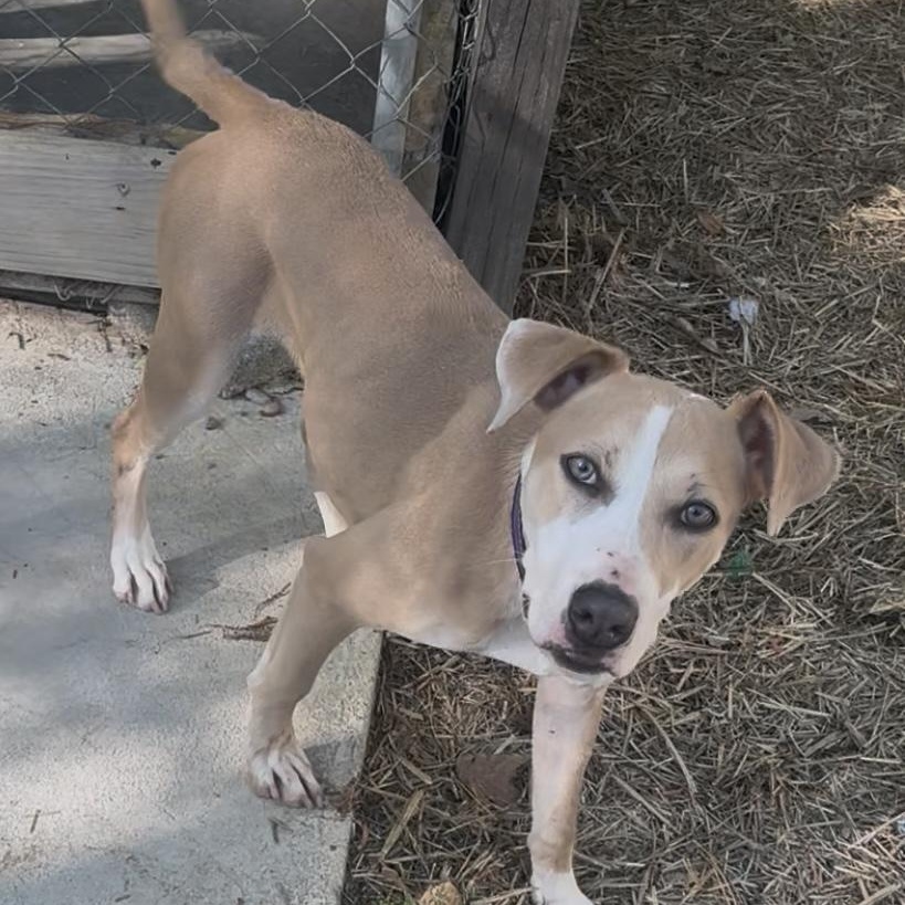 Penelope, a Adoptable mixed breed in Chelsea, AL image 4/5