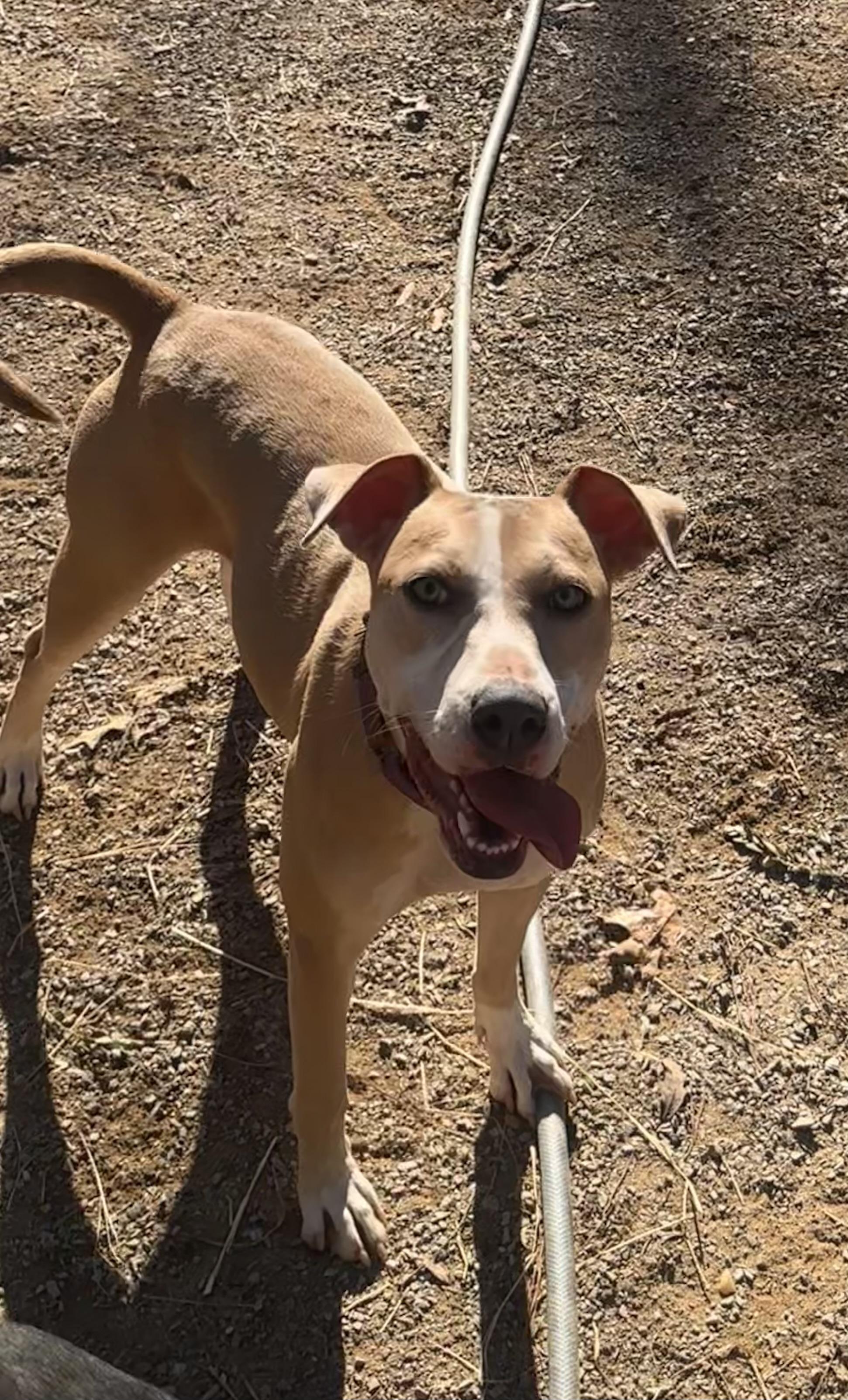 Enlarge Penelope, a Adoptable mixed breed in Chelsea, AL image 6/6