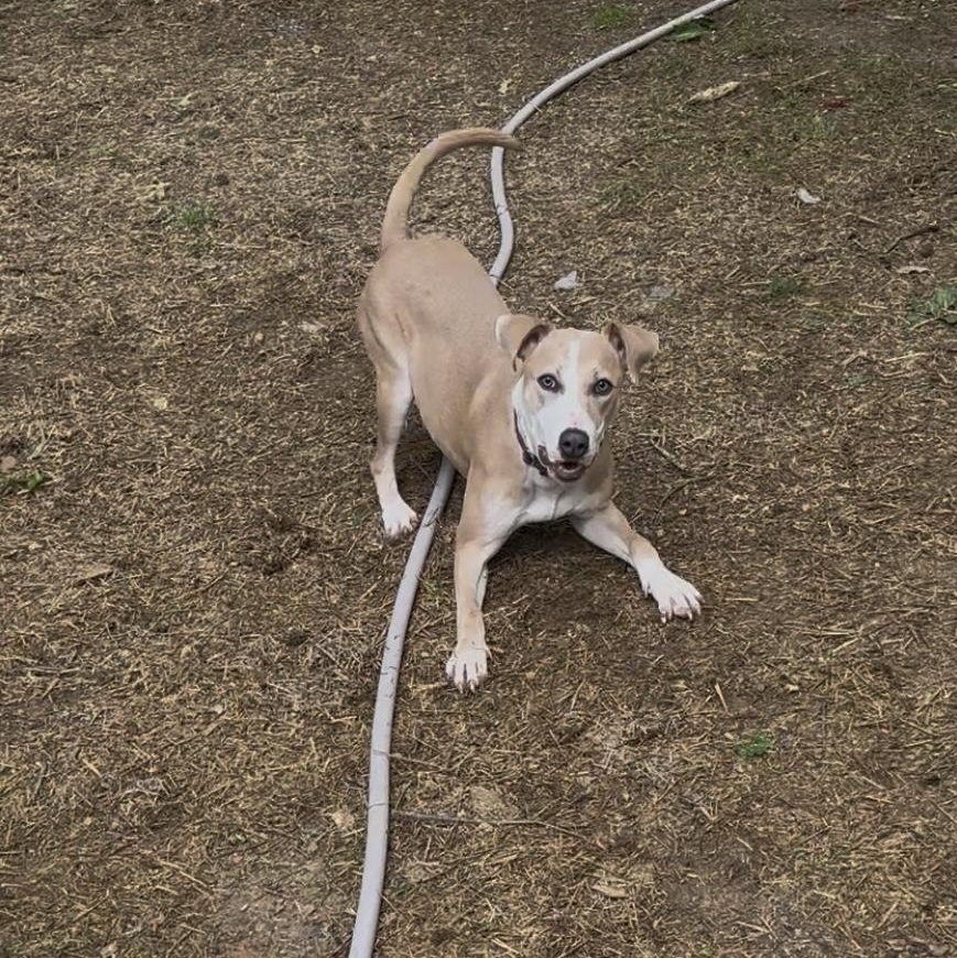 Penelope, a Adoptable mixed breed in Chelsea, AL image 3/5