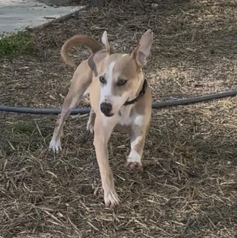 Penelope, a Adoptable mixed breed in Chelsea, AL image 1/5