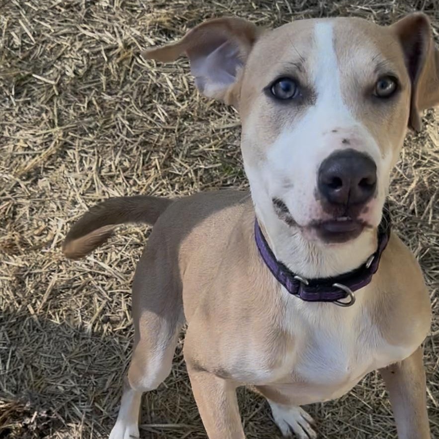 Penelope, Adoptable, Young Female Labrador Retriever & Hound.