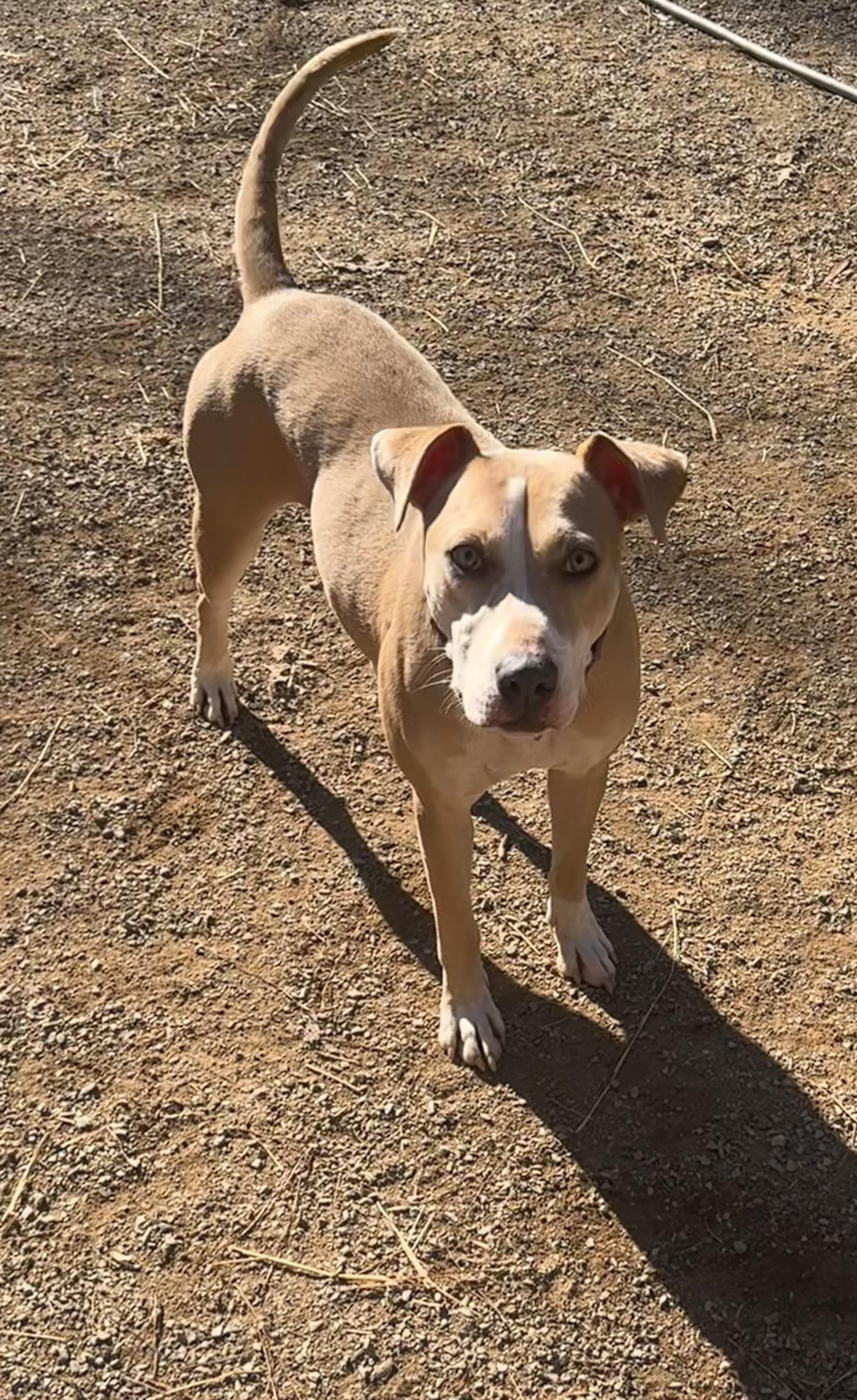 Enlarge Penelope, a Adoptable mixed breed in Chelsea, AL image 3/6