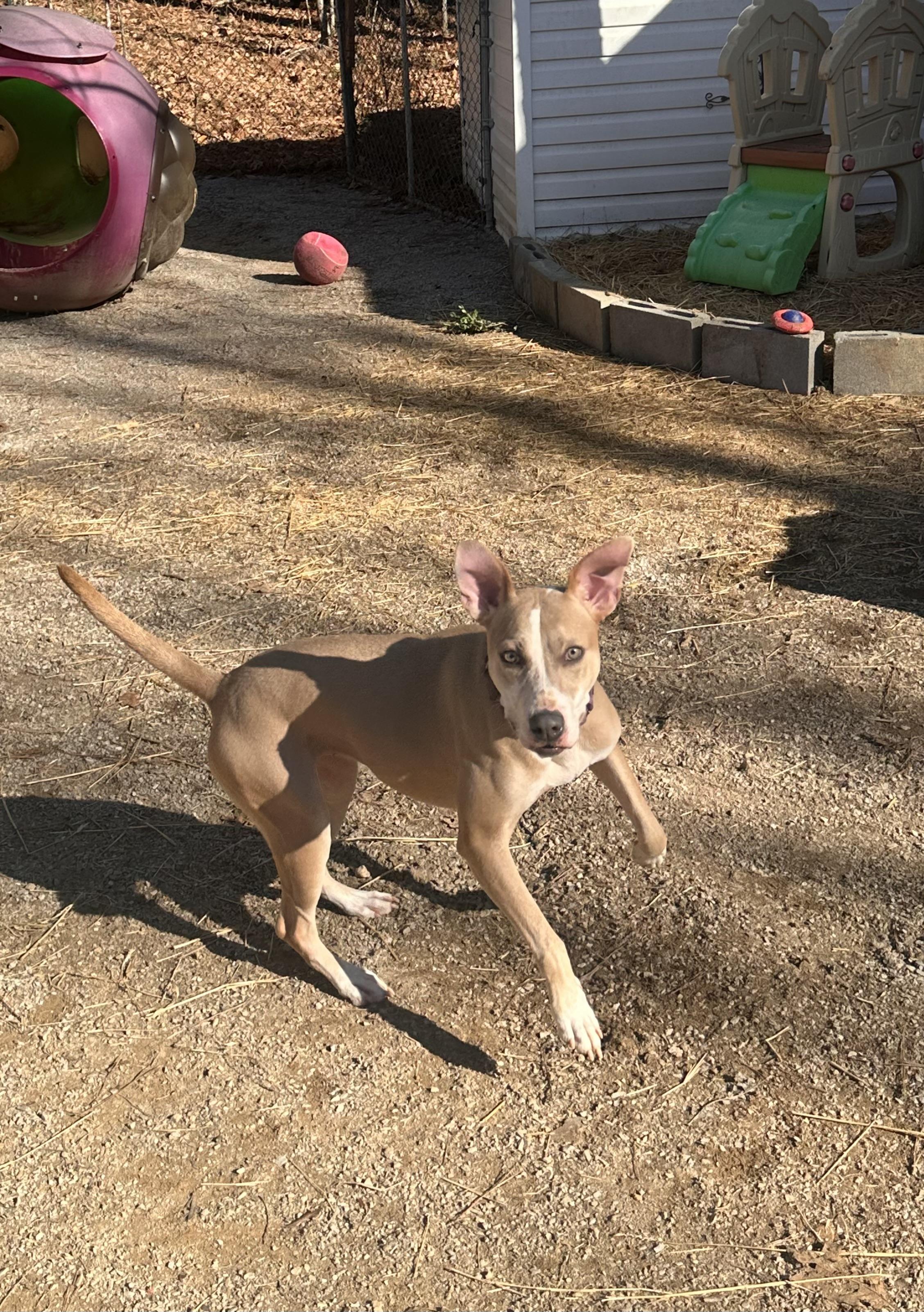 Enlarge Penelope, a Adoptable mixed breed in Chelsea, AL image 4/6