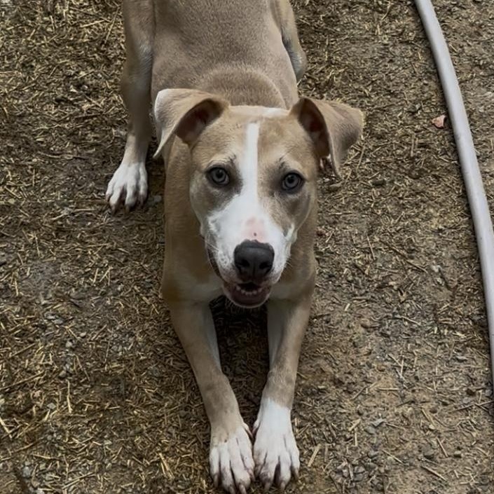 Penelope, a Adoptable mixed breed in Chelsea, AL image 2/5
