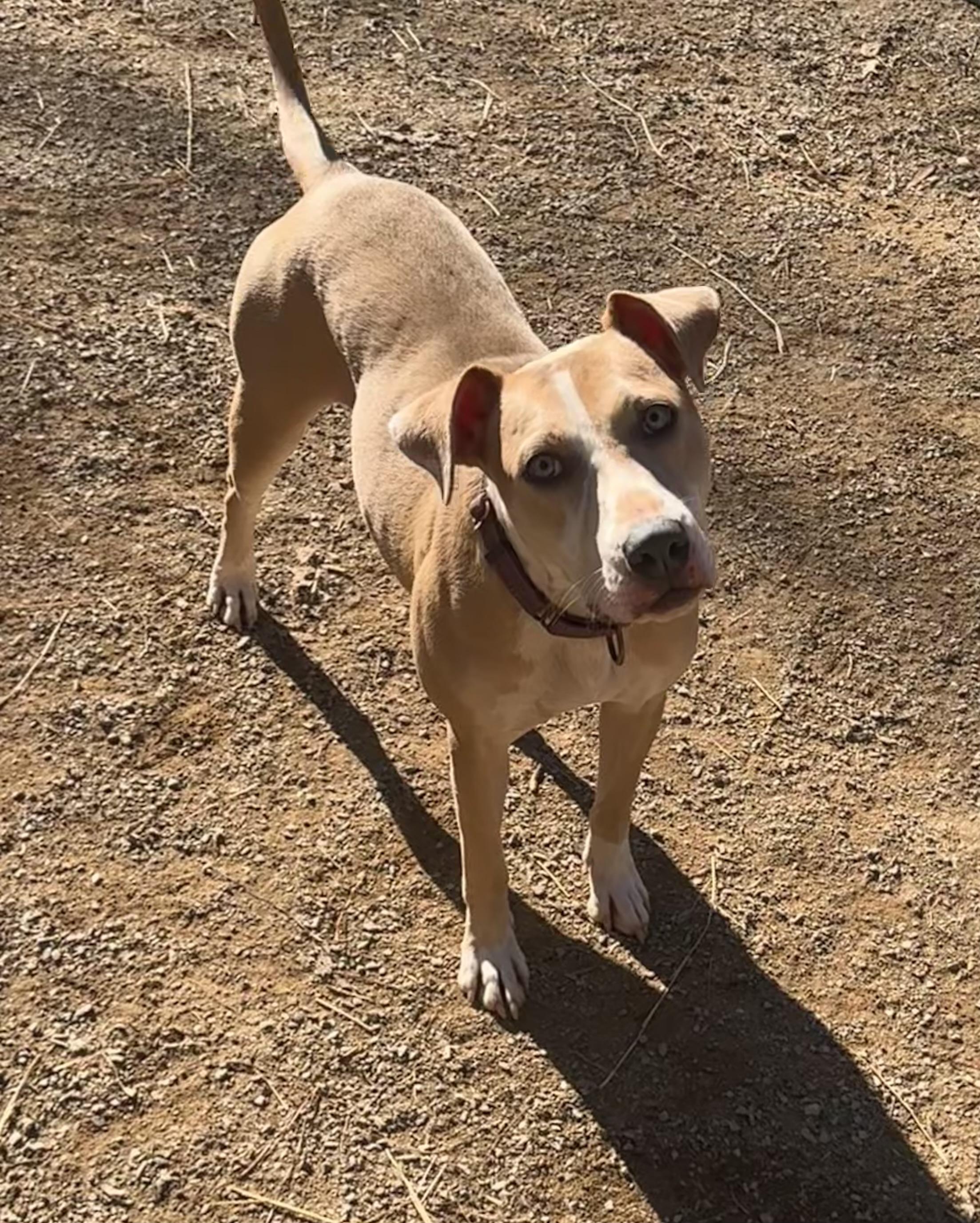 Penelope, Adoptable, Adult Female Labrador Retriever & Hound.