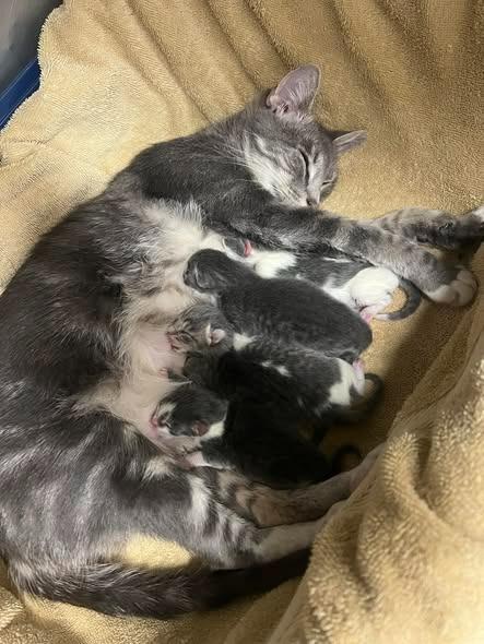 Enlarge Presley, a Adoptable mixed breed in Murray, KY image 1/1