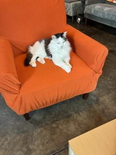 Lulu @ Whisker Room Cafe**, Adoptable, Adult Female Domestic Long Hair.