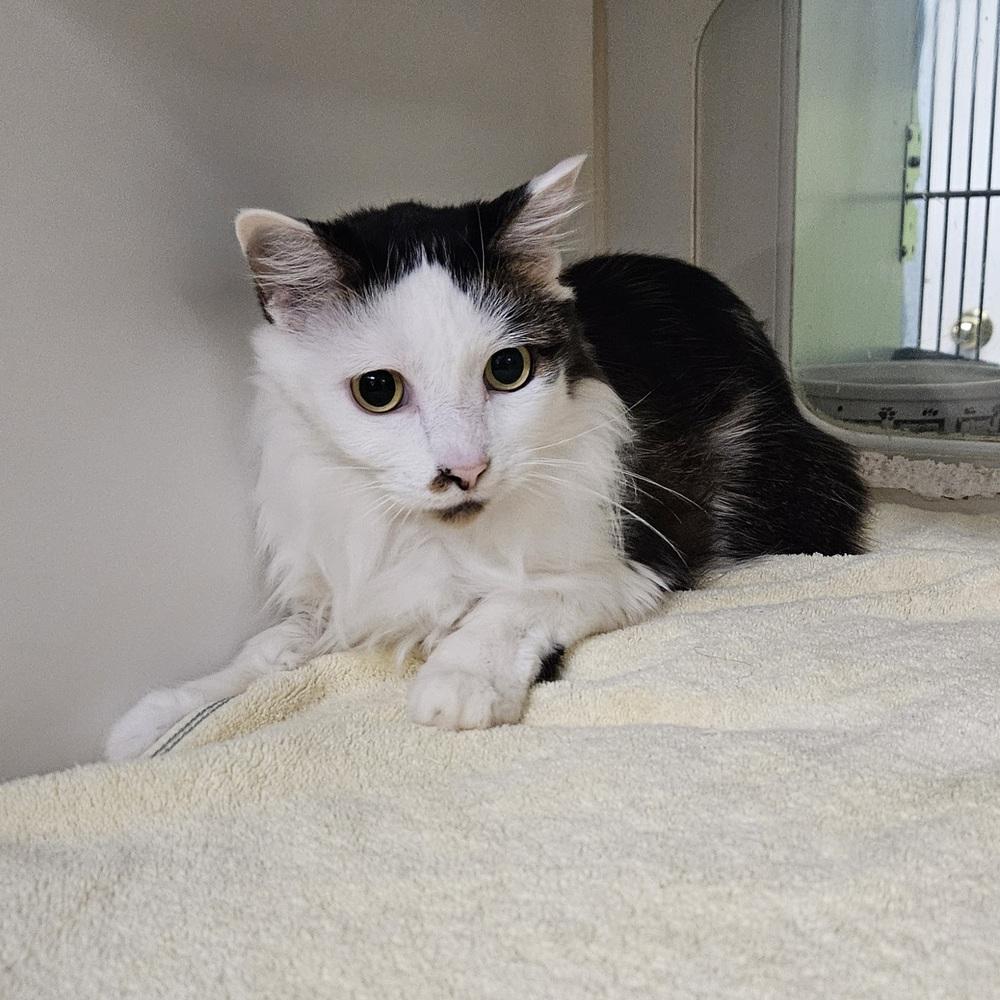 Lulu, Adoptable, Adult Female Domestic Long Hair.