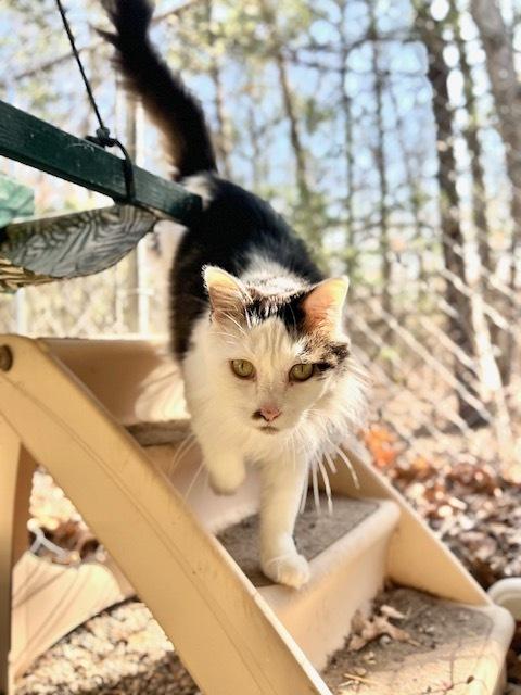 Lulu, a Adoptable Domestic Long Hair in Muskegon, MI image 2/3