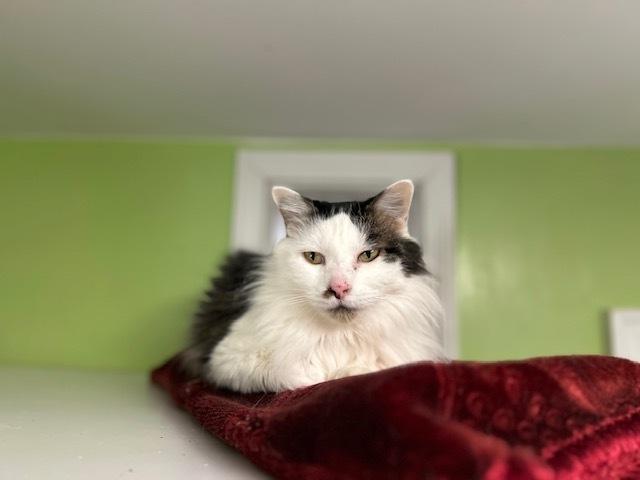 Lulu, a Adoptable Domestic Long Hair in Muskegon, MI image 3/3