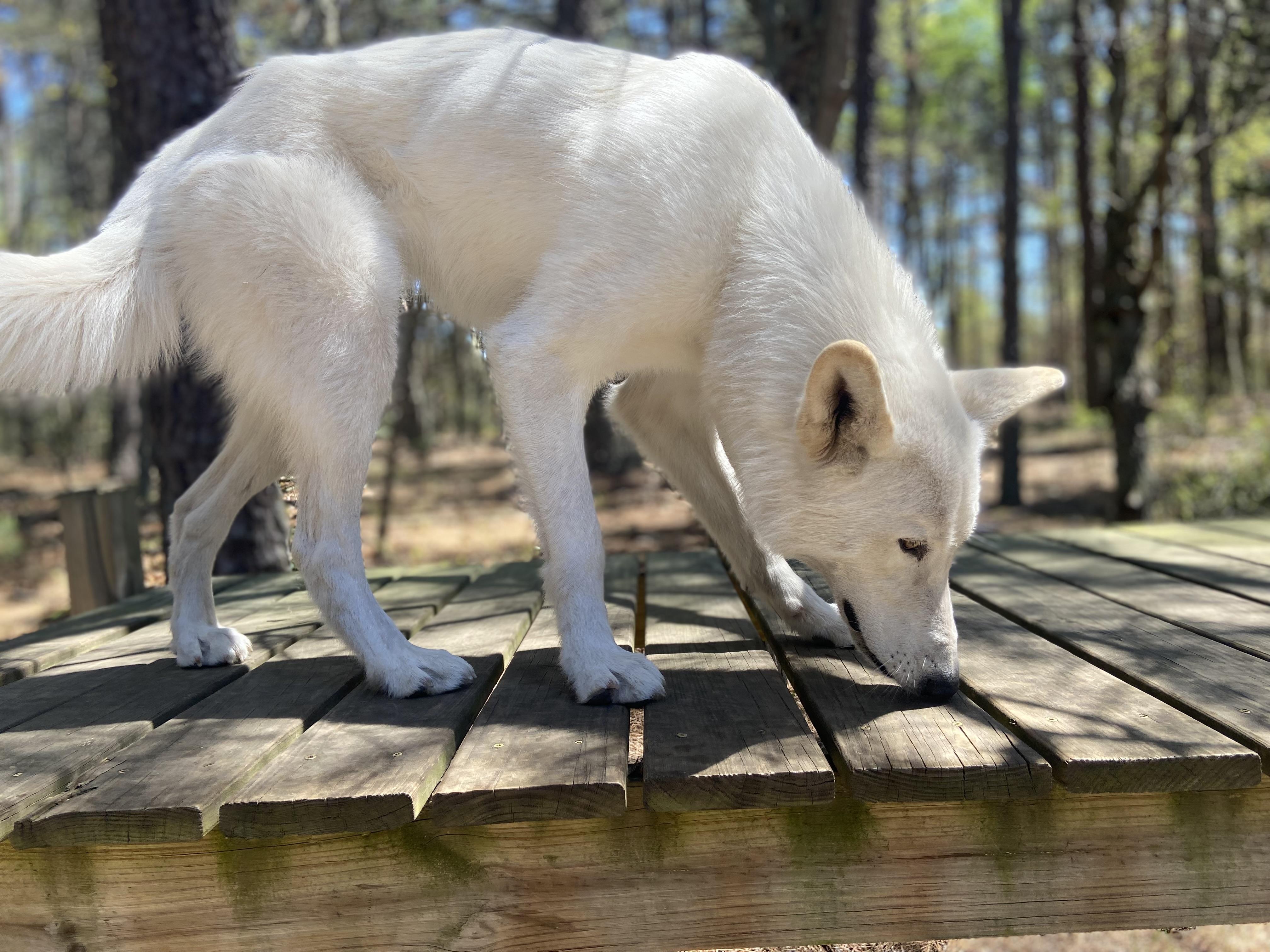 Ivory, a Adopted mixed breed in Jackson, NJ image 2/6