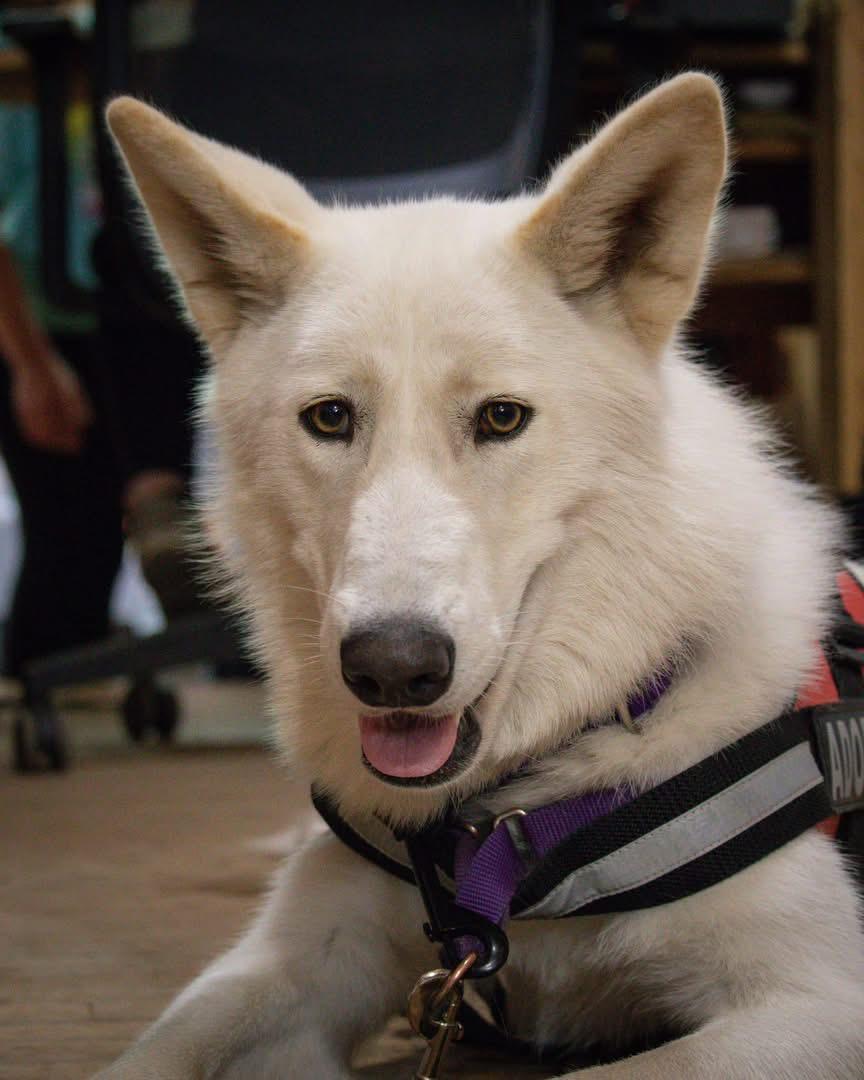 Ivory, a Adopted mixed breed in Jackson, NJ image 1/6