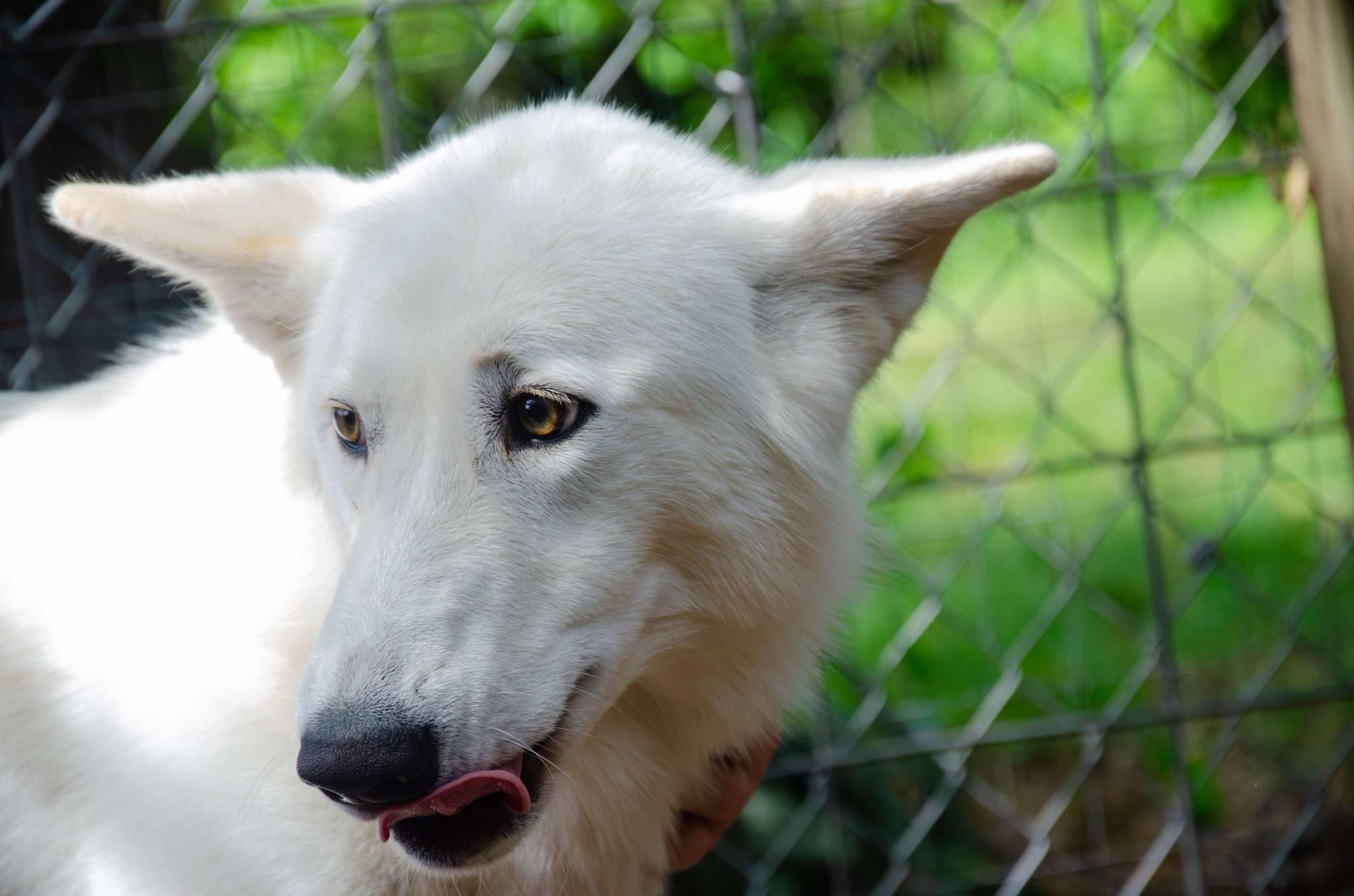 Ivory, a Adopted mixed breed in Jackson, NJ image 4/6