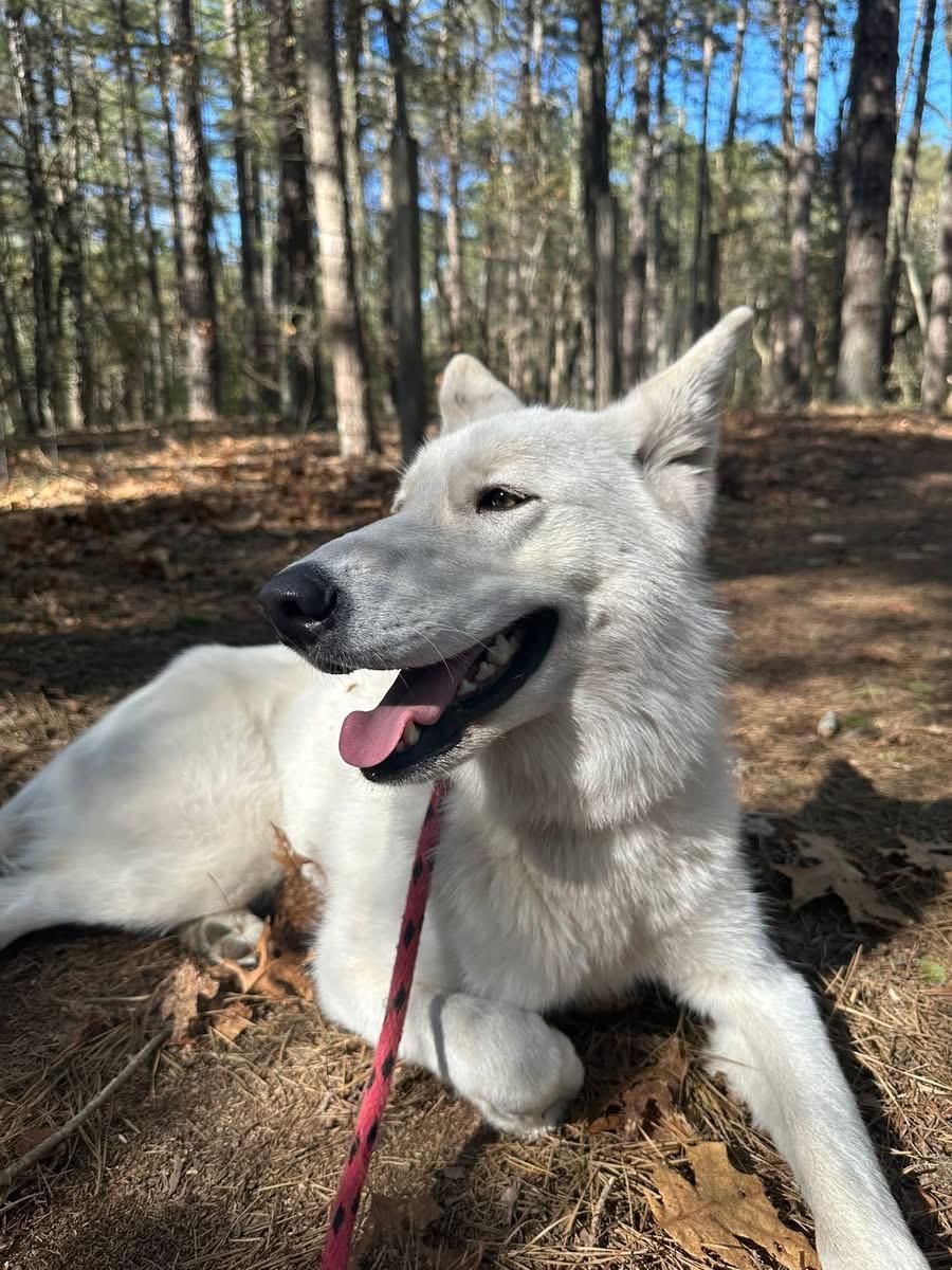 Ivory, a Adopted mixed breed in Jackson, NJ image 5/6