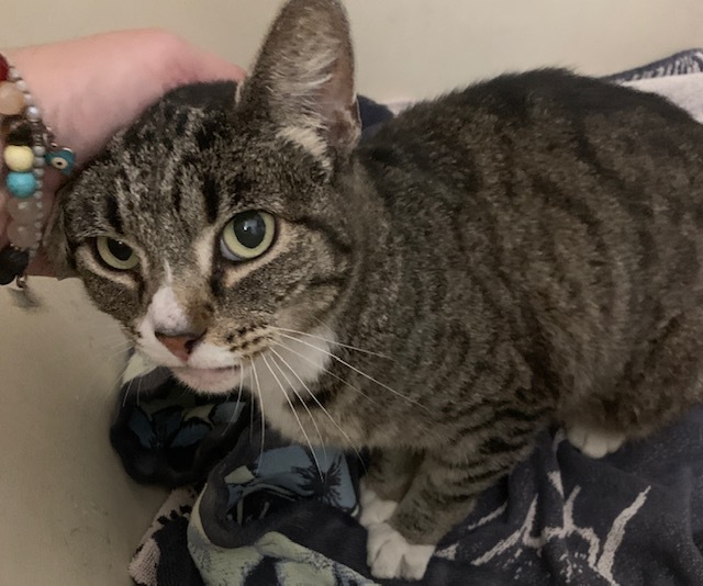 Bella, a Adoptable mixed breed in Mission Hills, CA image 5/6