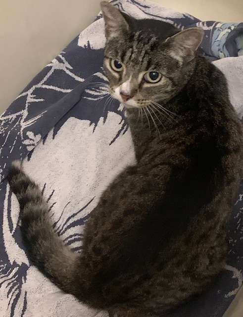 Bella, a Adoptable mixed breed in Mission Hills, CA image 6/6