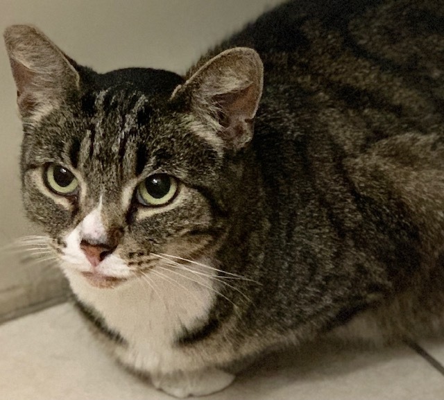 Bella, a Adoptable mixed breed in Mission Hills, CA image 1/6