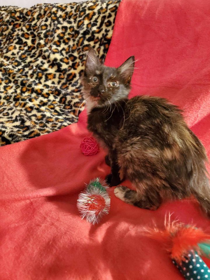 Cat for adoption Brooks, a Domestic Medium Hair & Tortoiseshell Mix