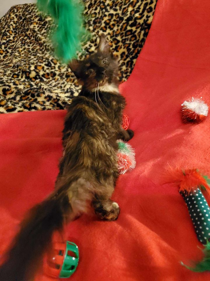 Cat for adoption Brooks, a Domestic Medium Hair & Tortoiseshell Mix