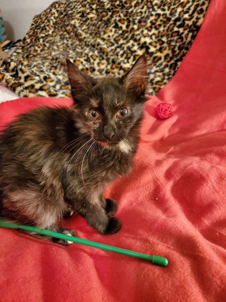 Cat for adoption Brooks, a Domestic Medium Hair & Tortoiseshell Mix