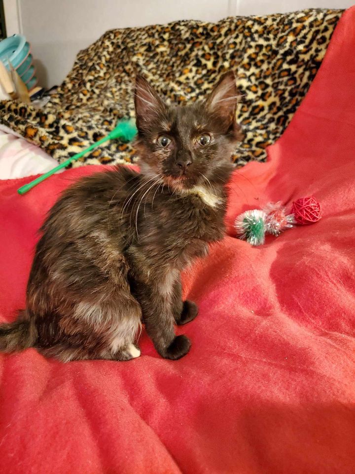 Cat for adoption Brooks, a Domestic Medium Hair & Tortoiseshell Mix