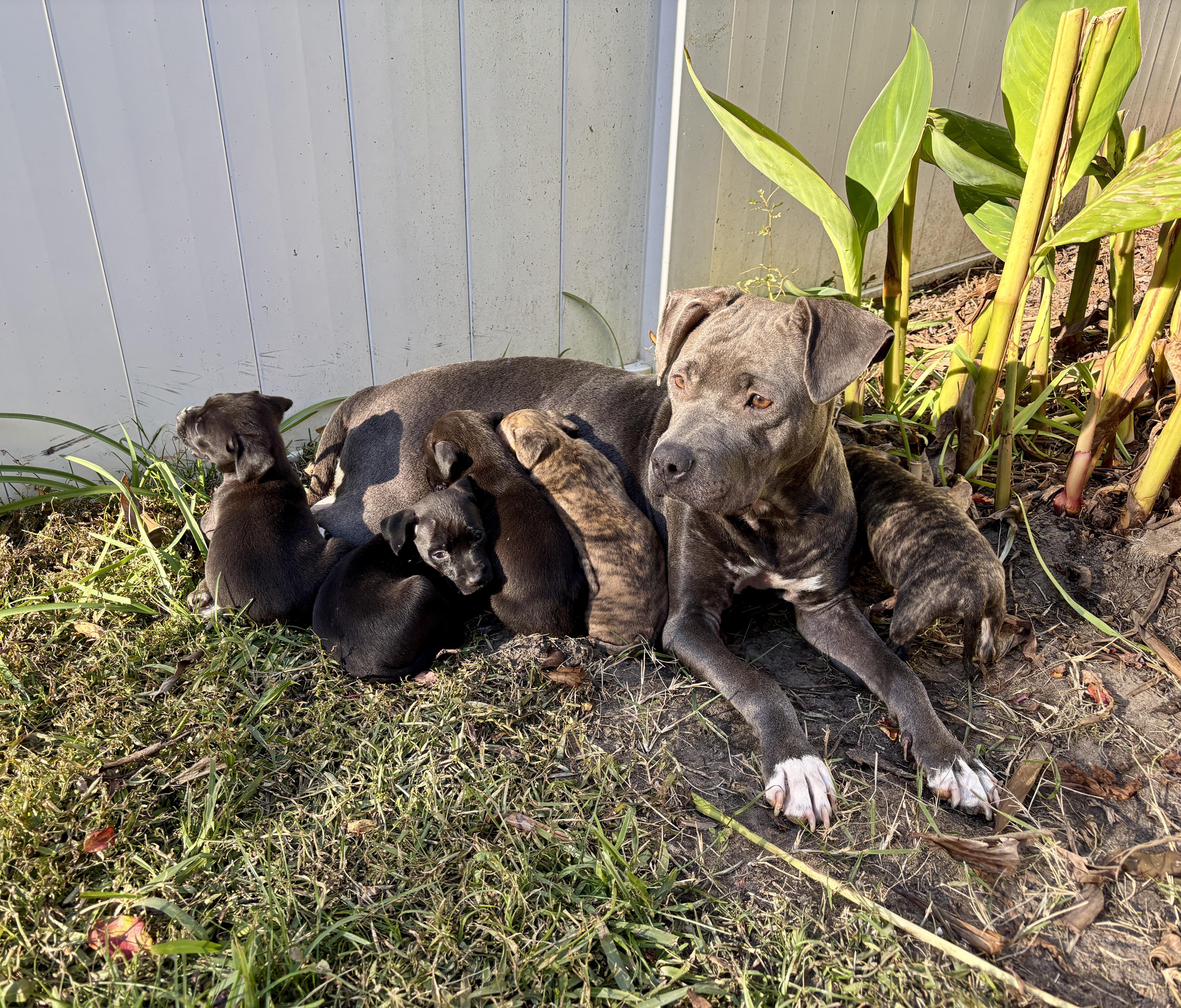 Cindy, a Adoptable mixed breed in North Charleston, SC image 1/5