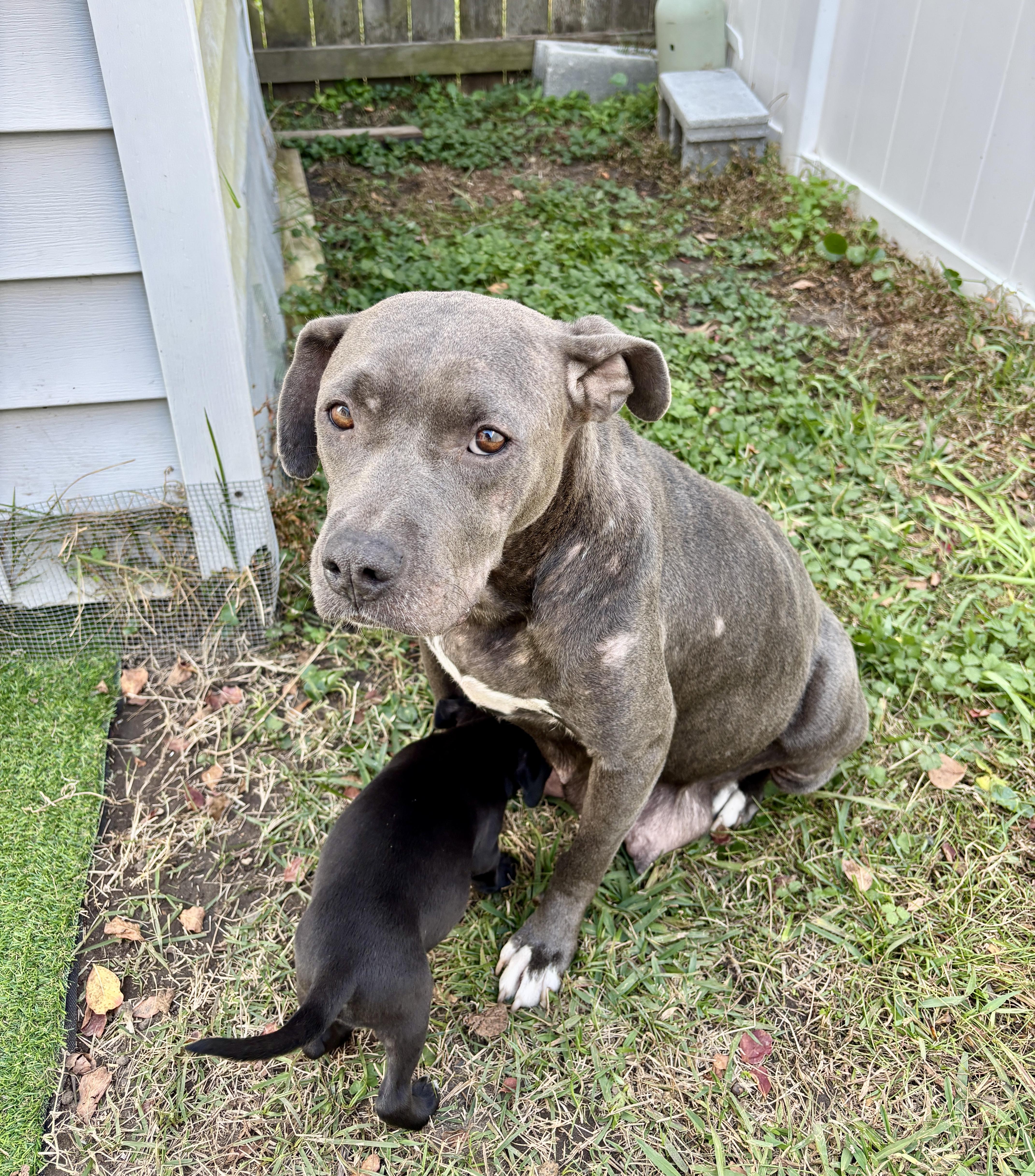 Cindy, a Adoptable mixed breed in North Charleston, SC image 3/5