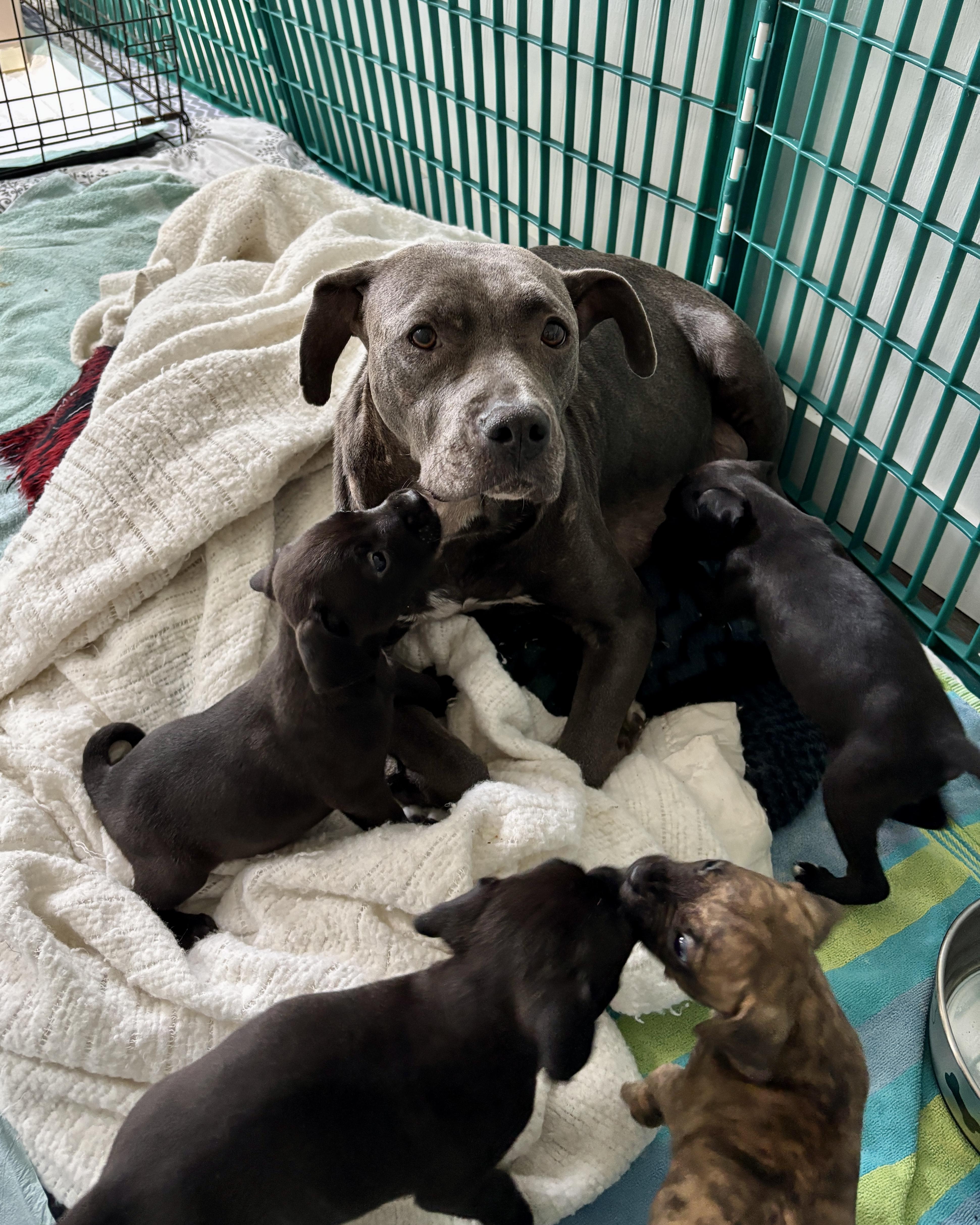 Cindy, a Adoptable mixed breed in North Charleston, SC image 4/5