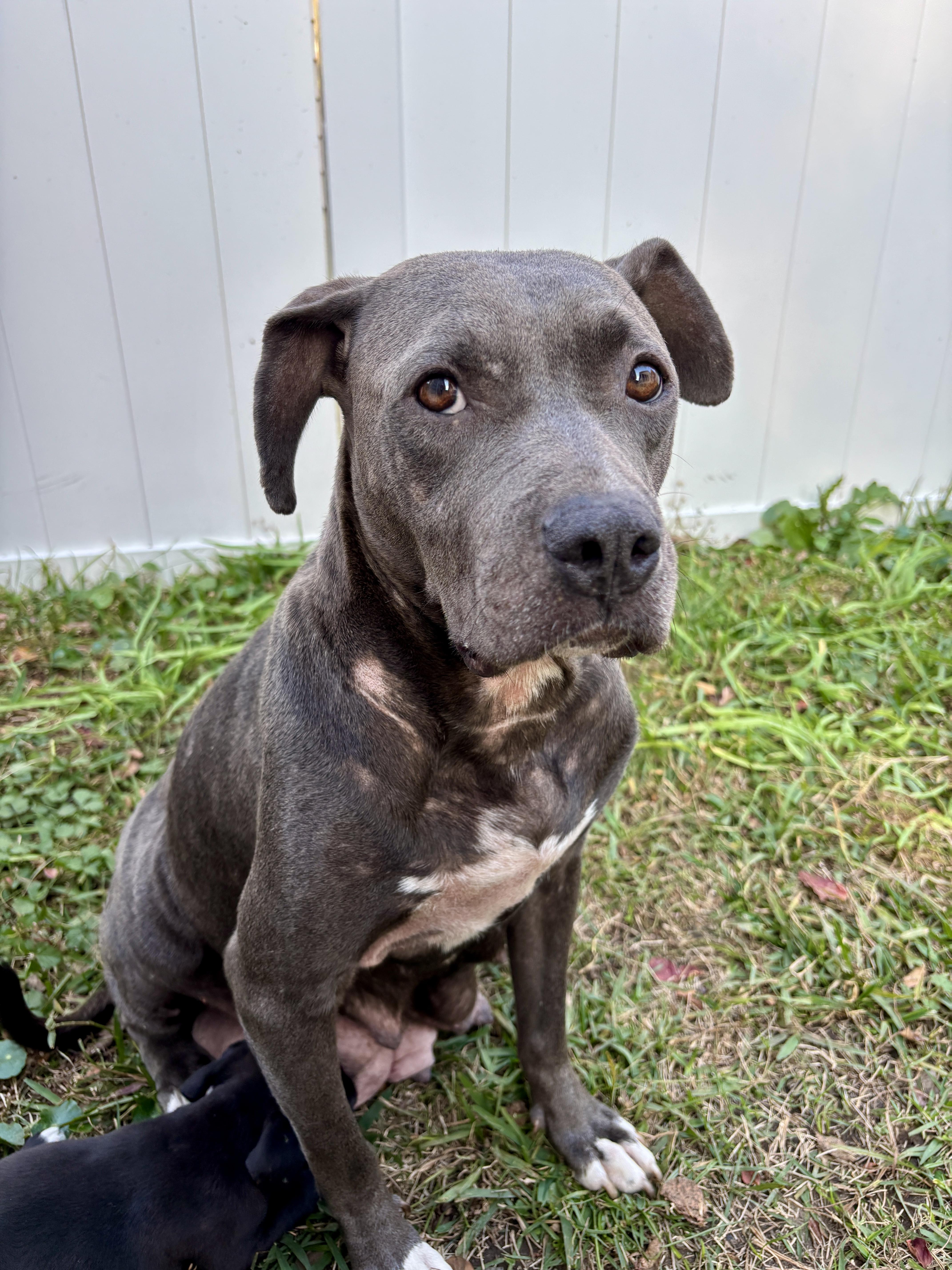 Cindy, a Adoptable mixed breed in North Charleston, SC image 5/5
