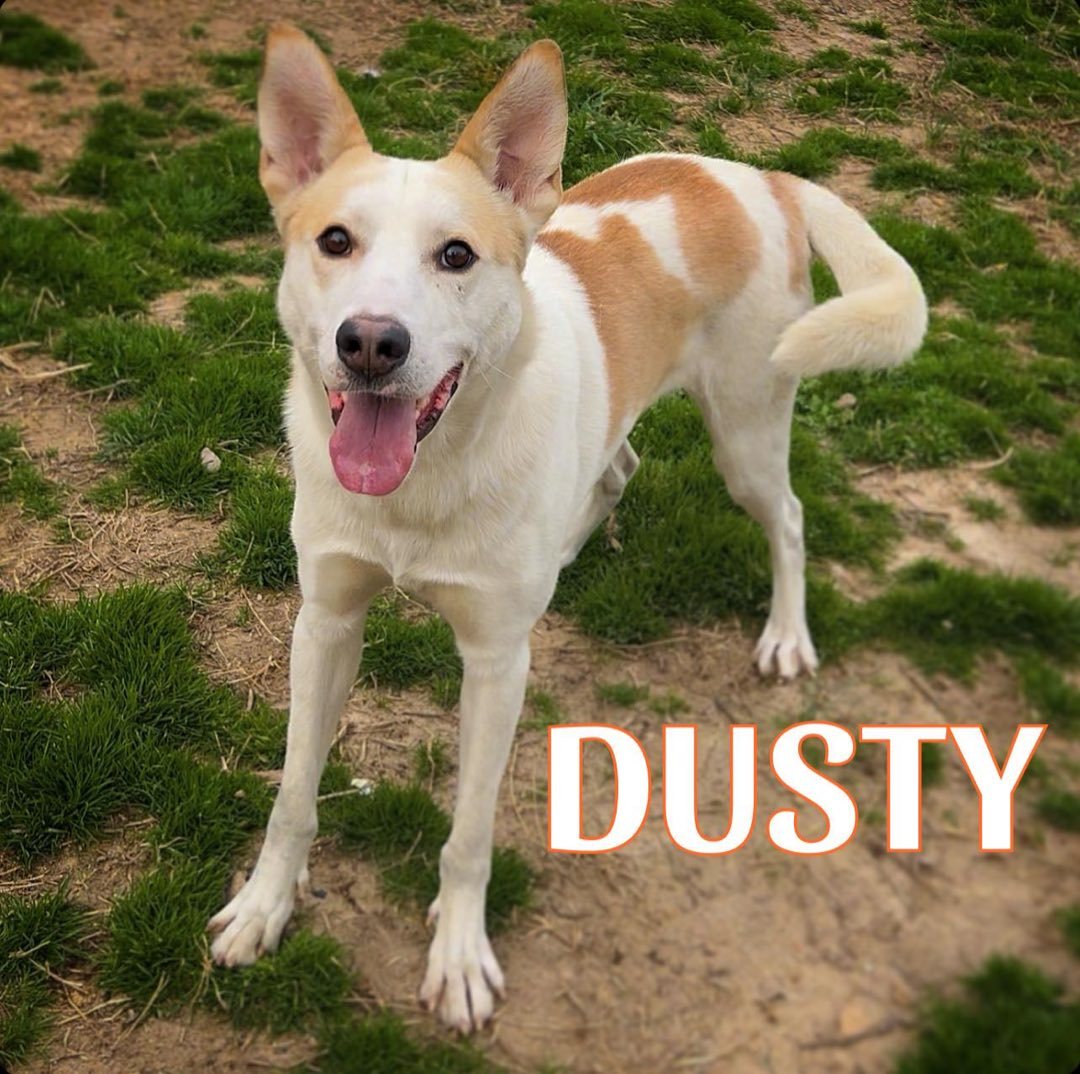 Enlarge Dusty, a Adoptable mixed breed in Dallas, GA image 1/1