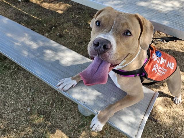 Enlarge HAZEL, a Adoptable American Bulldog in Phoenix, AZ image 1/1