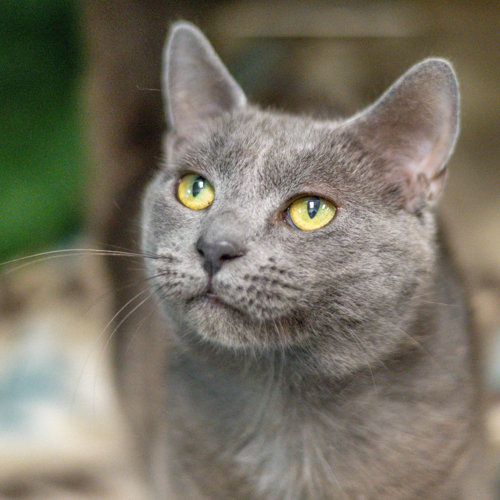 Viscount, Adoptable, Adult Male Domestic Short Hair.