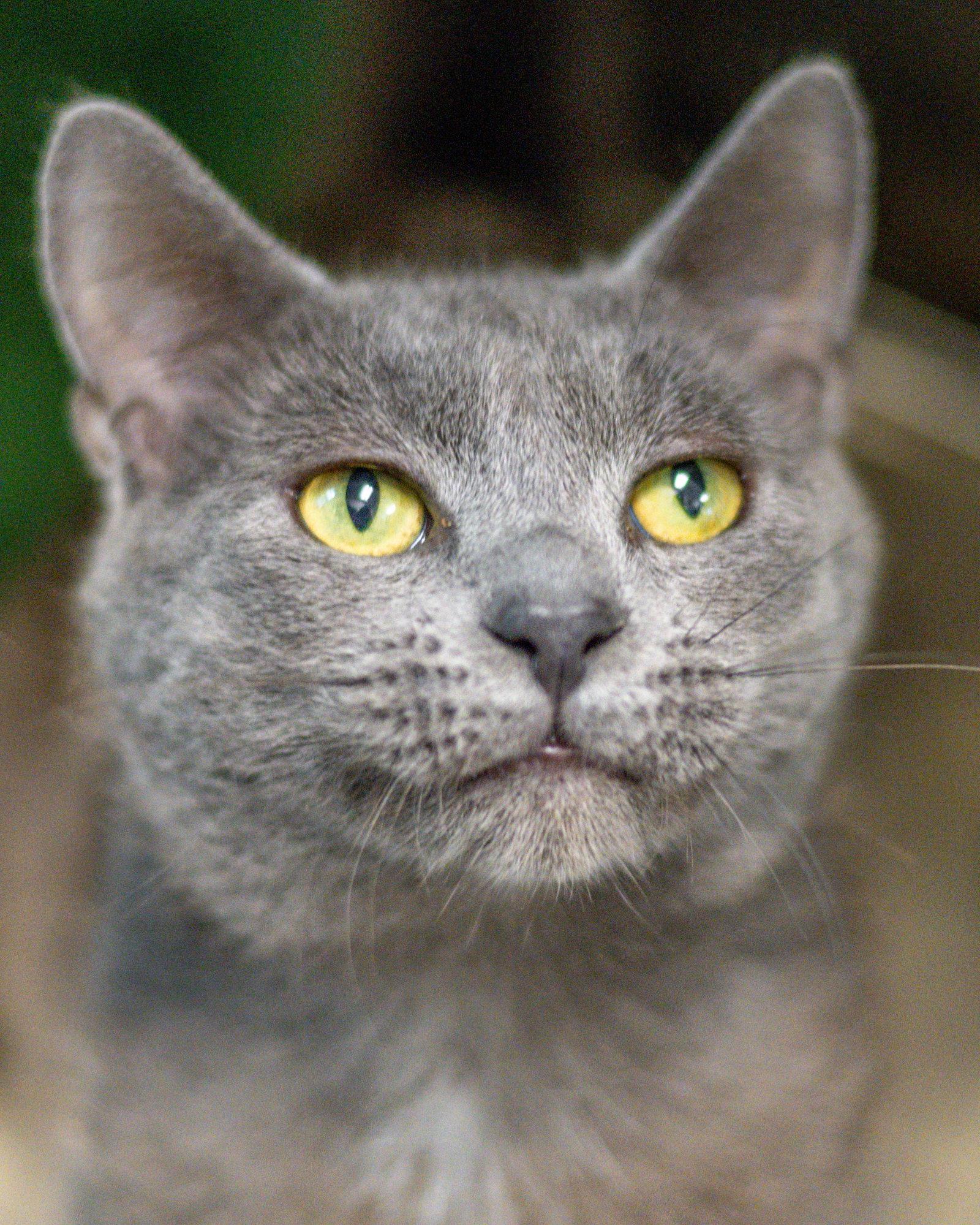 Viscount, a Adoptable Domestic Short Hair in Hilton Head Island, SC image 2/3