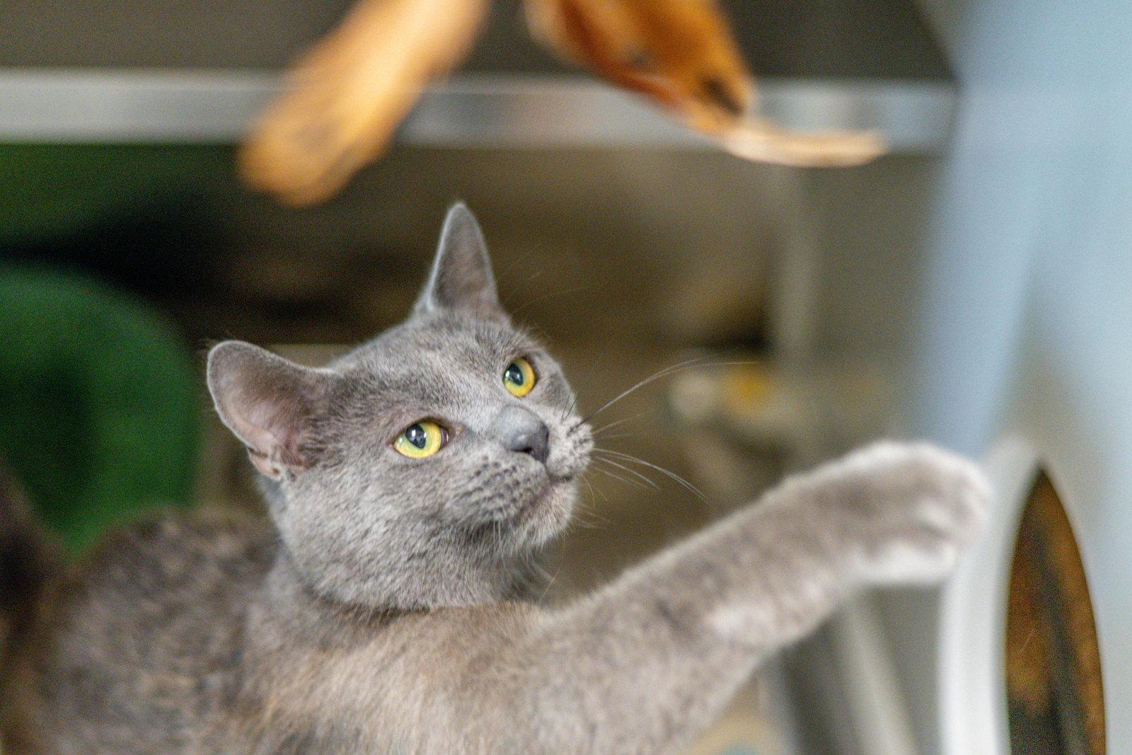 Viscount, a Adoptable Domestic Short Hair in Hilton Head Island, SC image 3/3