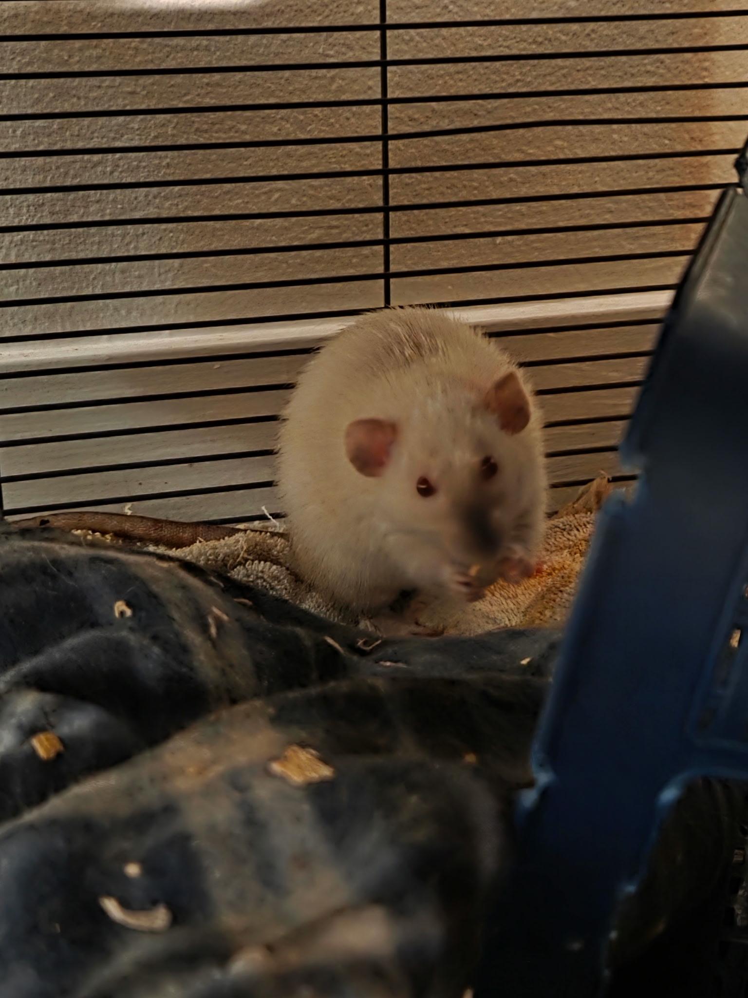 Enlarge Loki, Freya and Sylvie, a Adopted Rat in Los Angeles, CA image 4/5