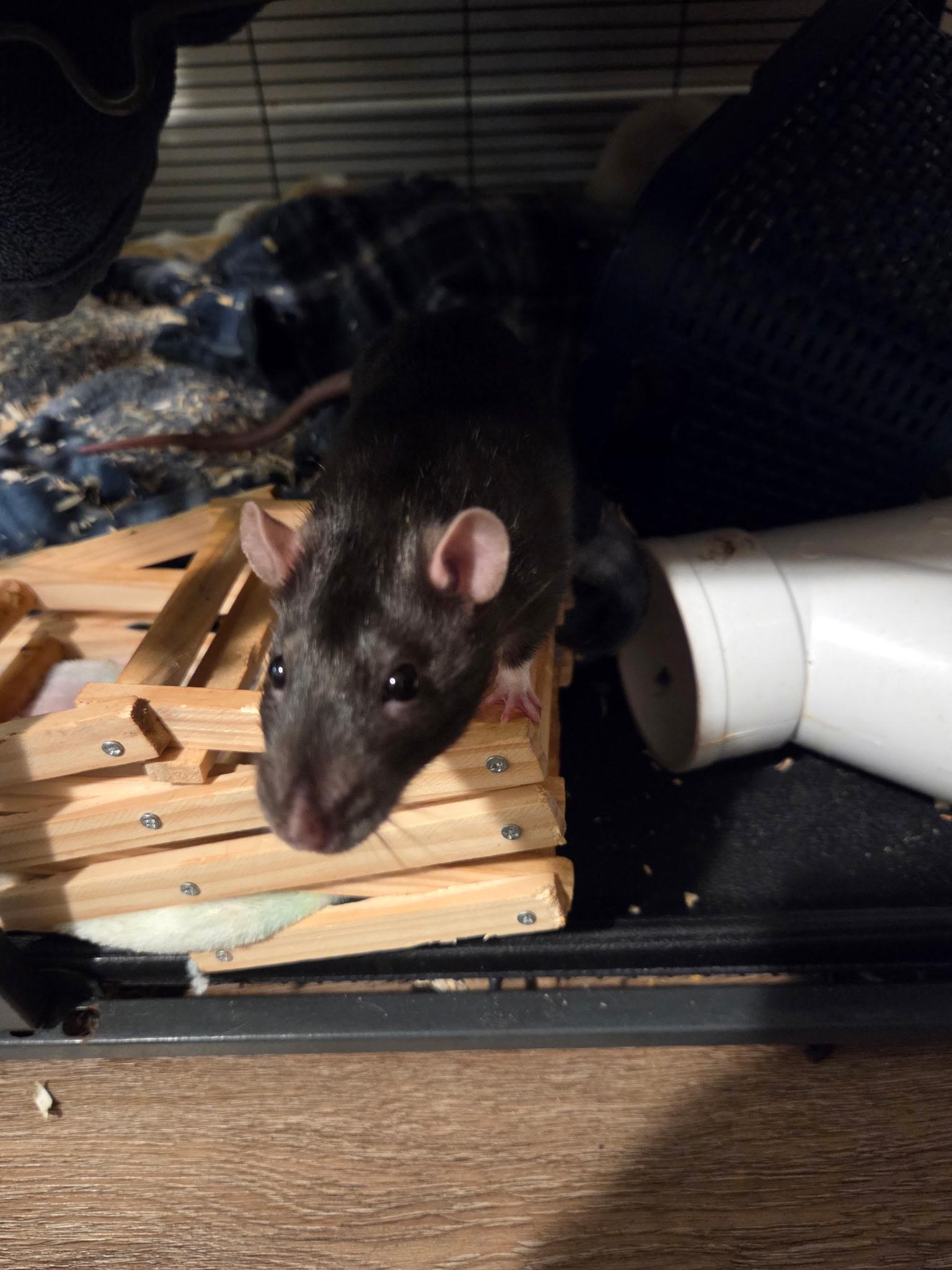Enlarge Loki, Freya and Sylvie, a Adopted Rat in Los Angeles, CA image 5/5