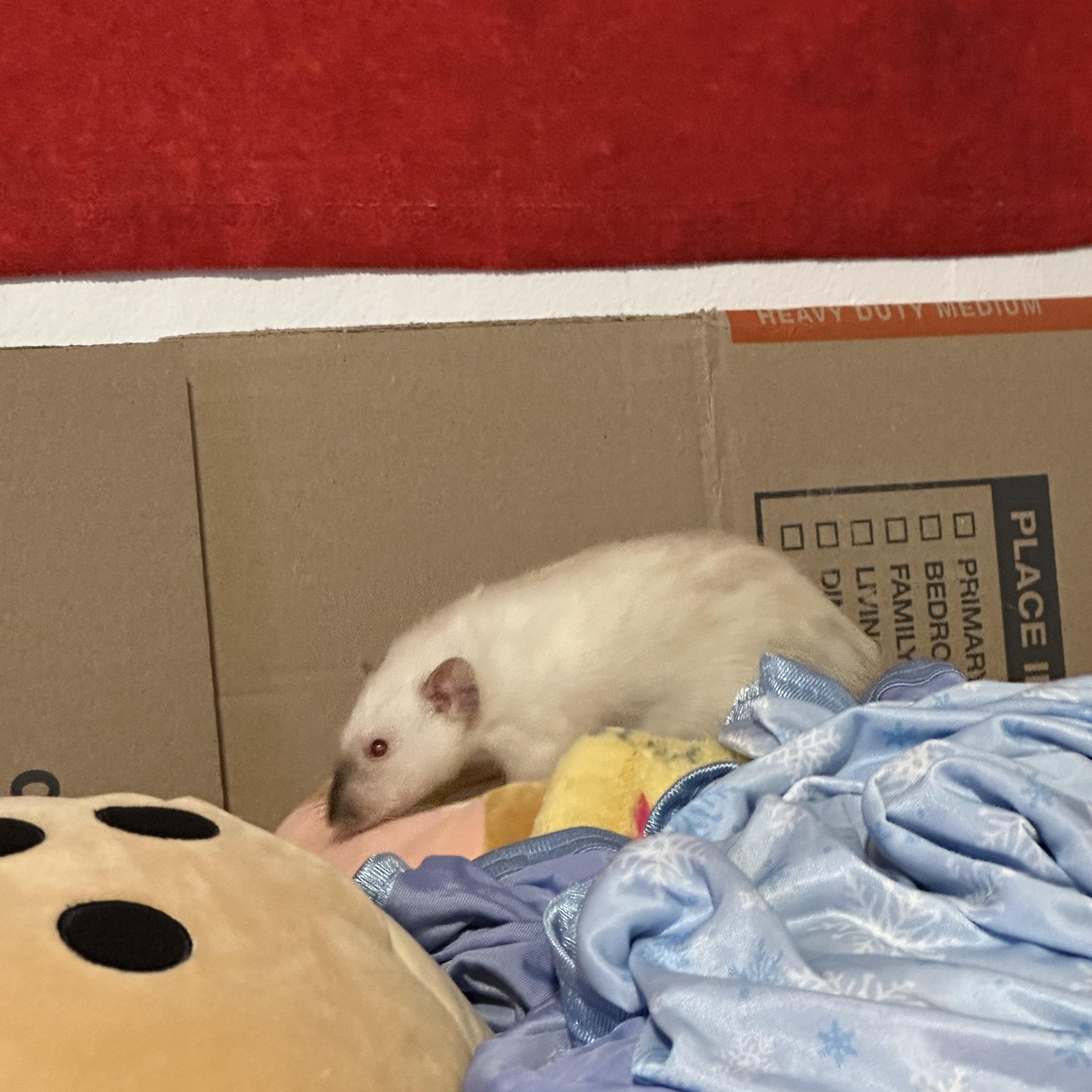 Loki, Freya and Sylvie, a ADOPTABLE Rat in Los Angeles, CA image 3/4