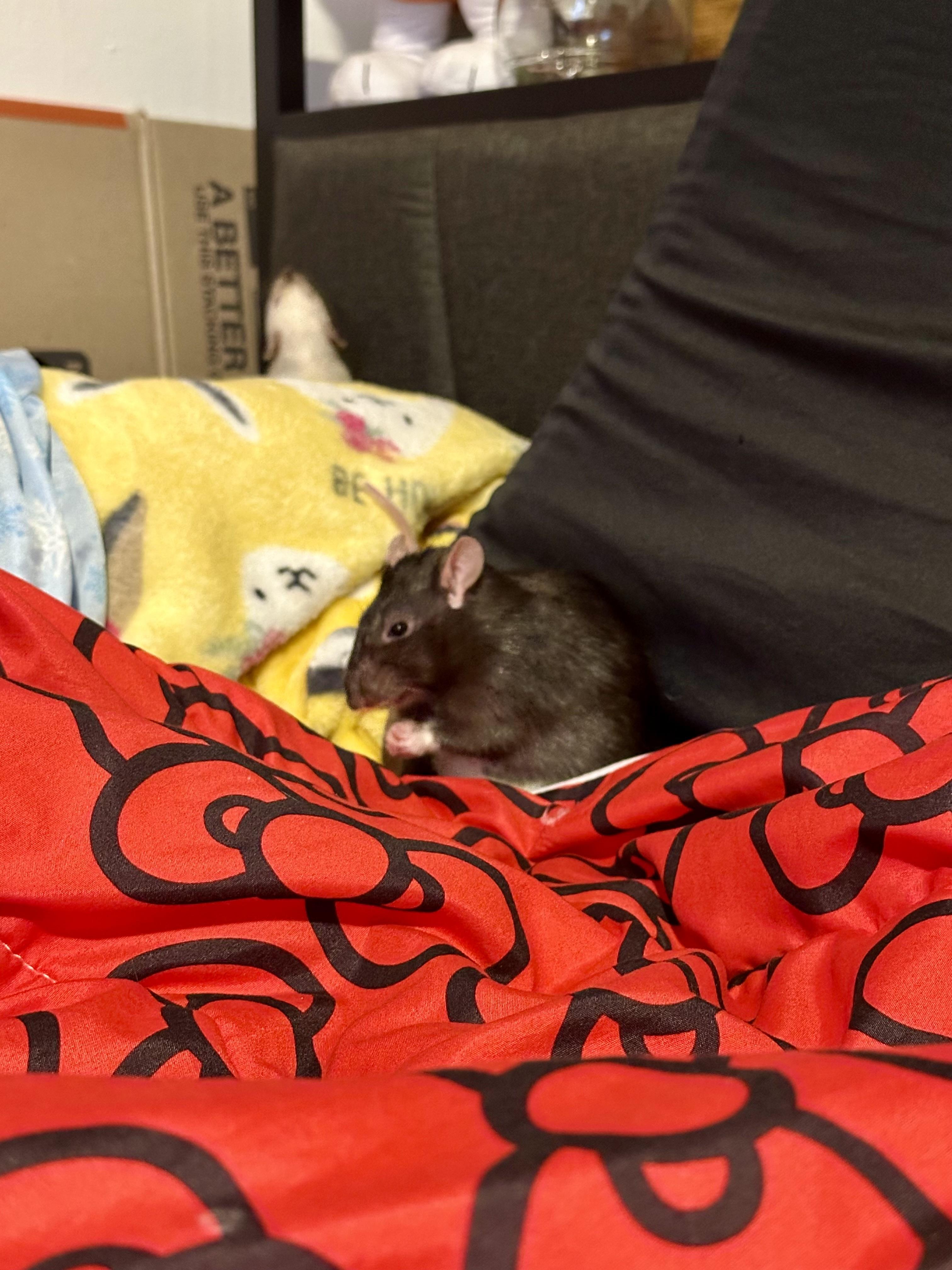 Loki, Freya and Sylvie, a ADOPTABLE Rat in Los Angeles, CA image 4/4