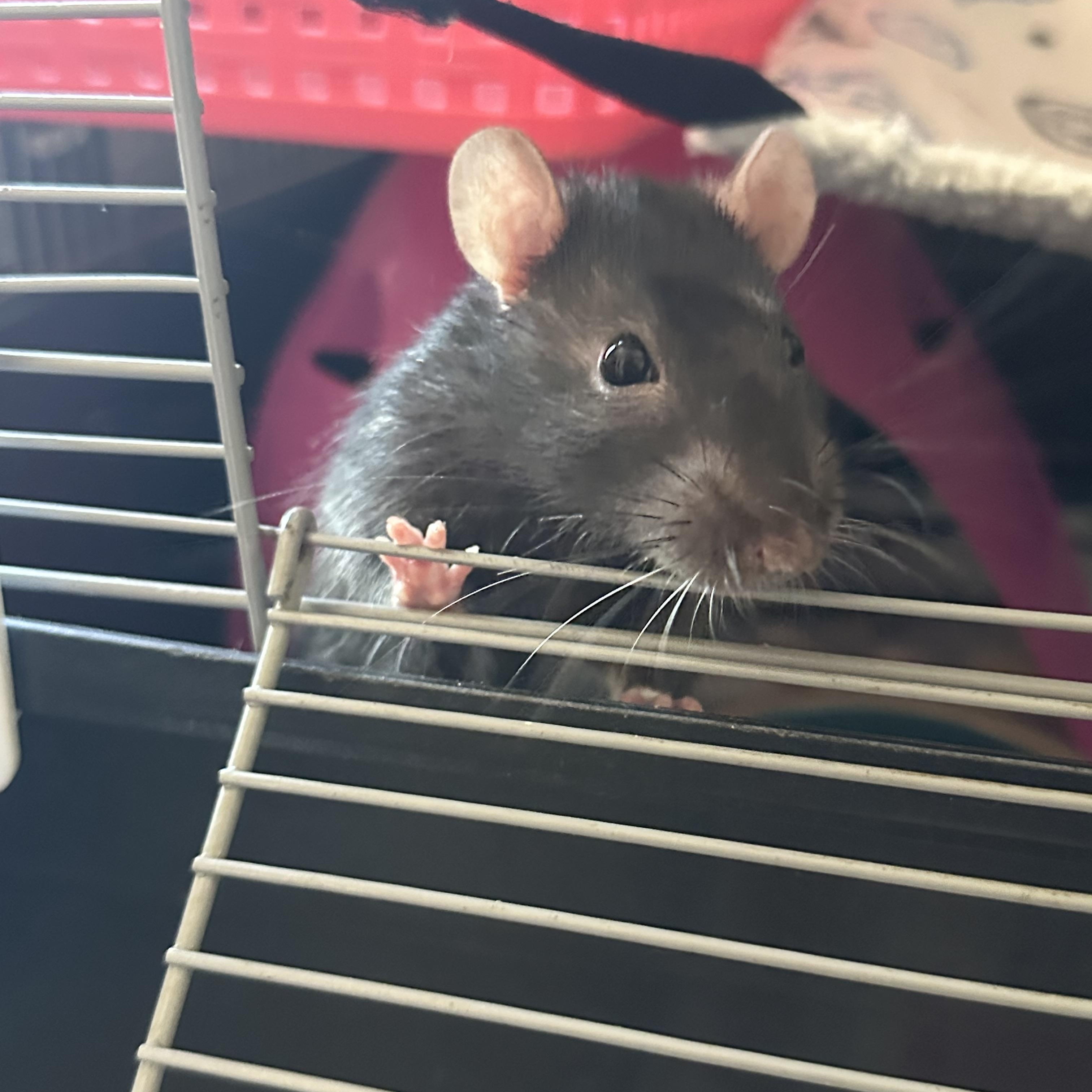 Loki, Freya and Sylvie, Adopted, Adult Male Rat.
