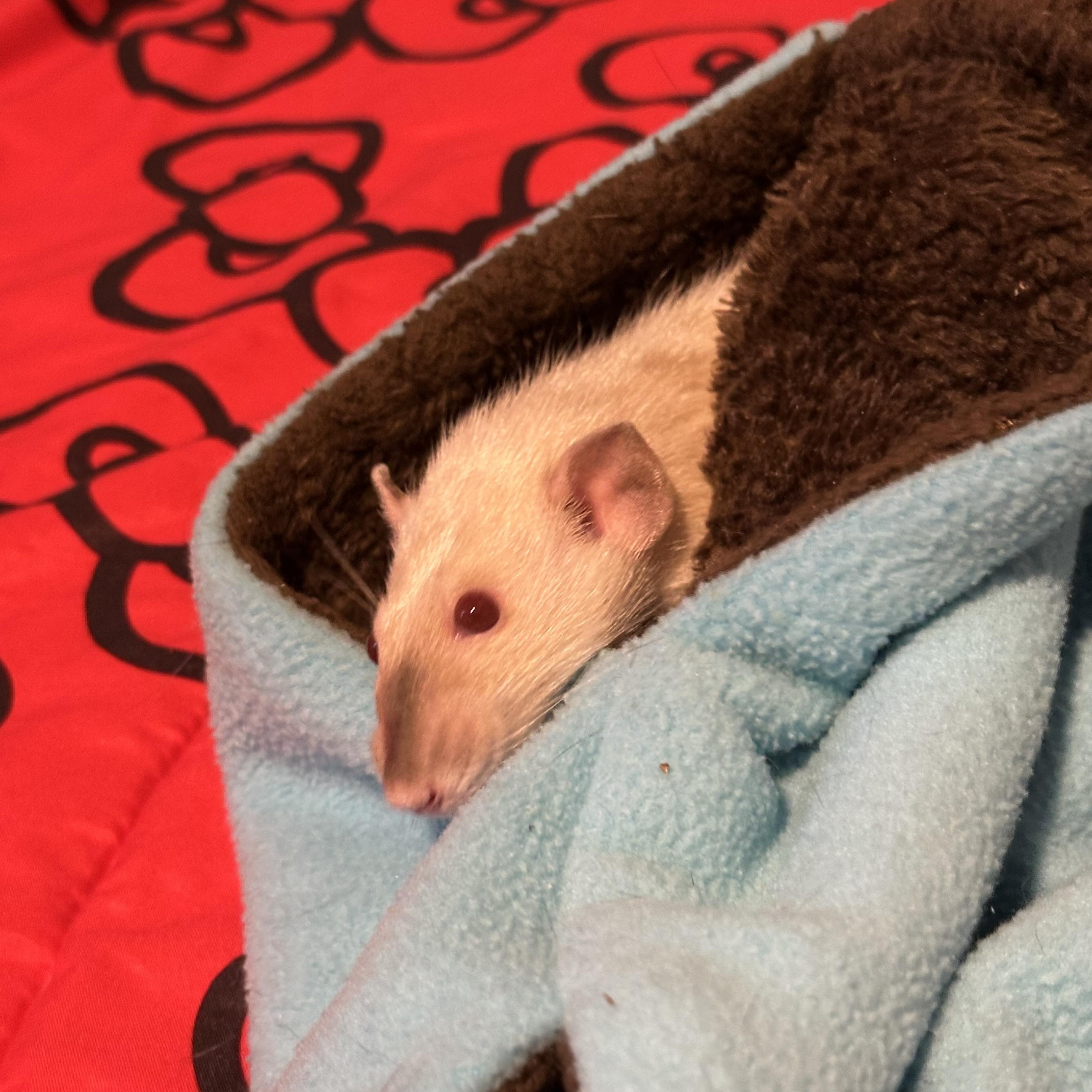Loki, Freya and Sylvie, ADOPTABLE, Adult Male Rat.