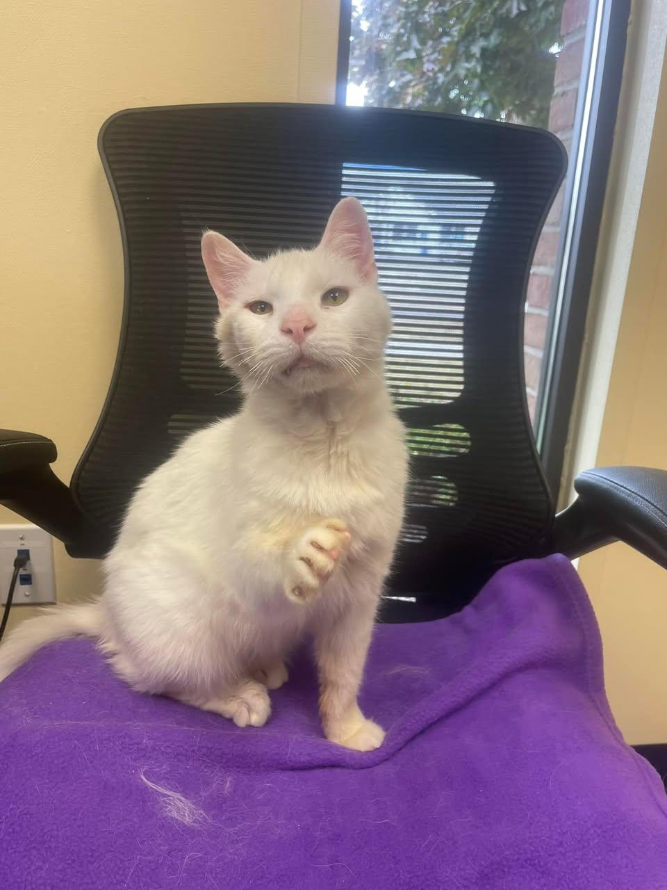 Enlarge Sir Lancelot, a Adoptable Domestic Short Hair in Livonia, MI image 5/6