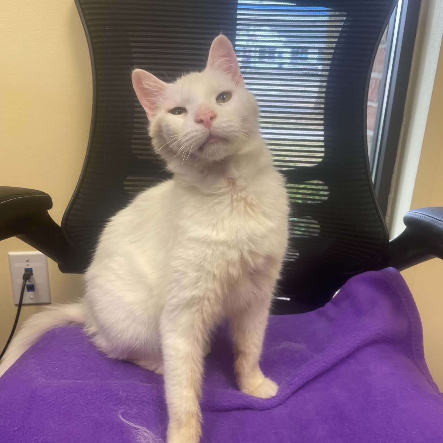 Enlarge Sir Lancelot, a Adoptable Domestic Short Hair in Livonia, MI image 2/6