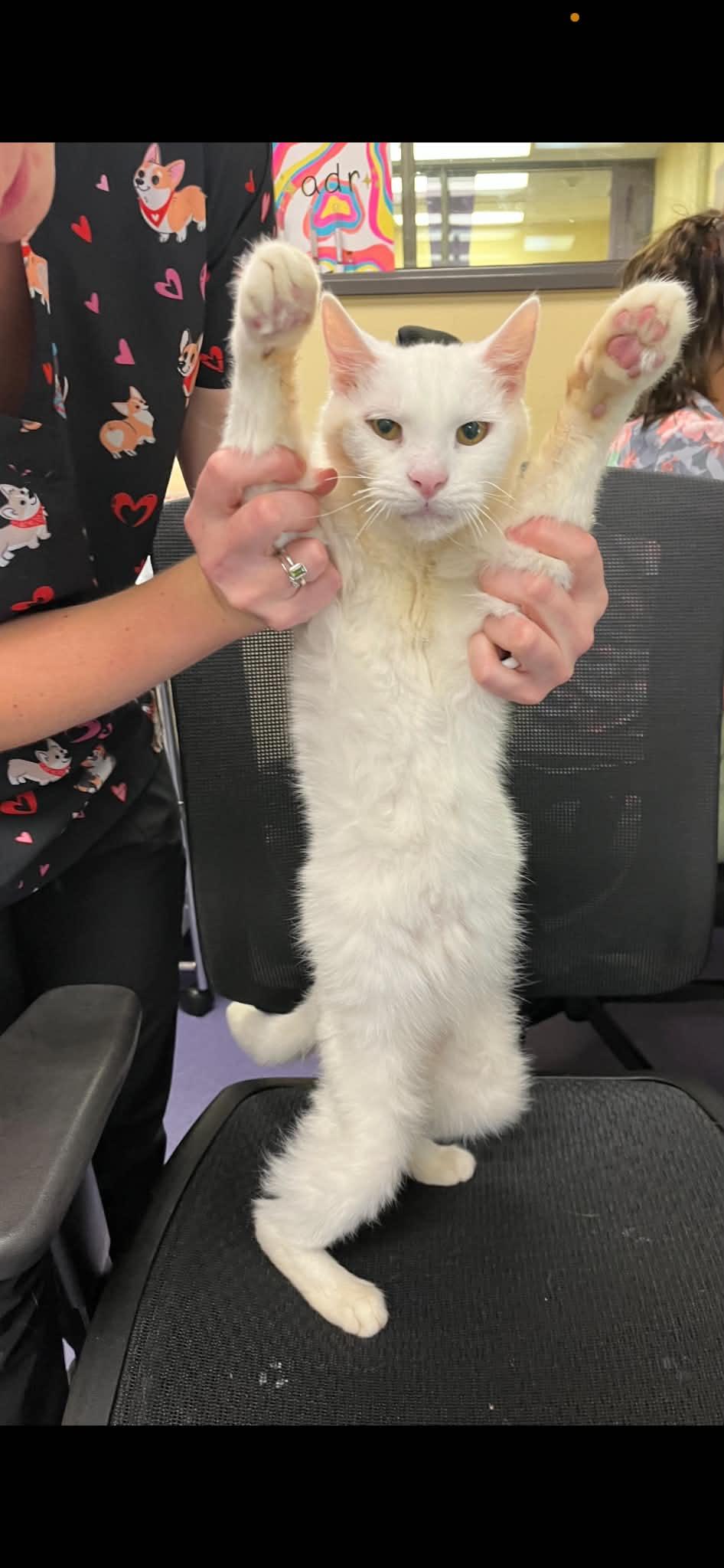 Enlarge Sir Lancelot, a Adoptable Domestic Short Hair in Livonia, MI image 3/6