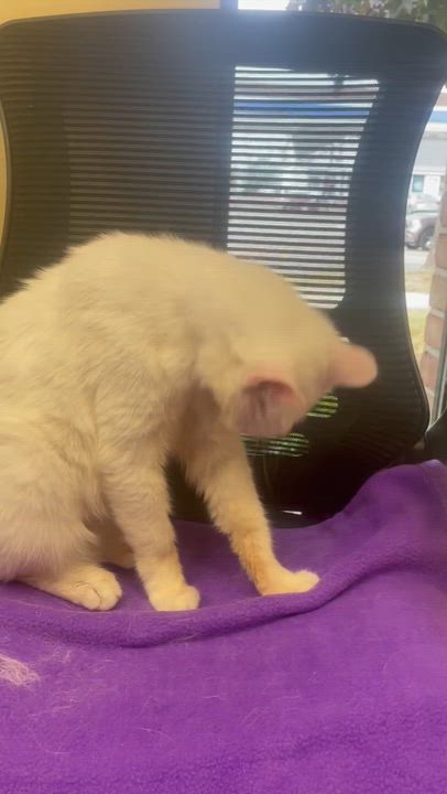 Enlarge Sir Lancelot, a Adoptable Domestic Short Hair in Livonia, MI video 4/6