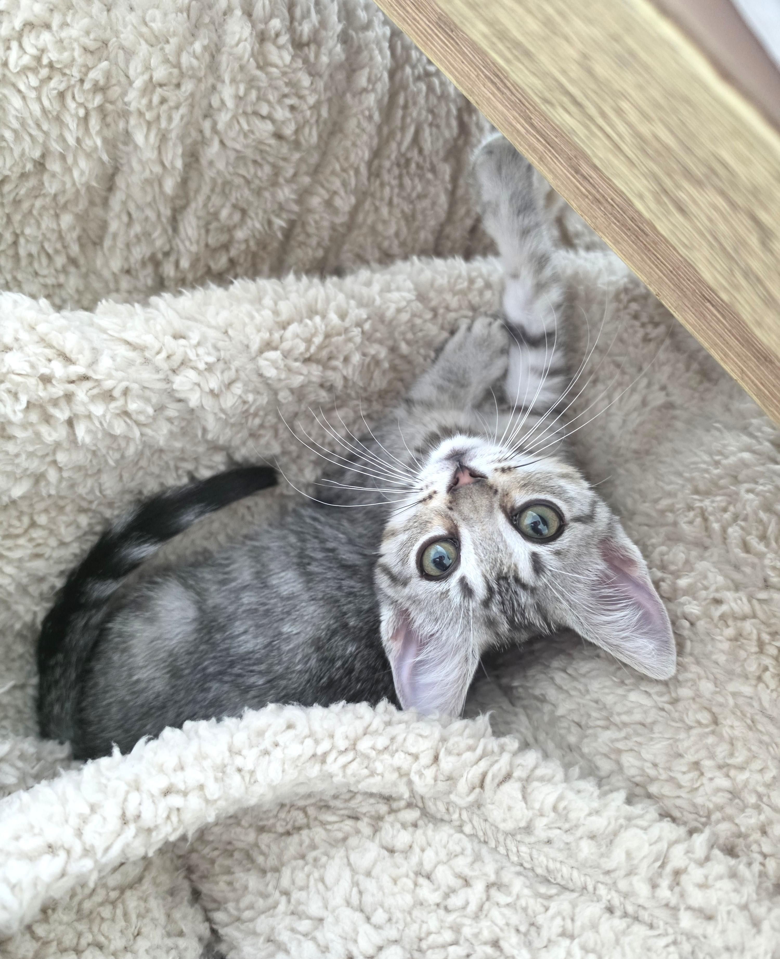 Lili, an adopted Domestic Short Hair in Yorba Linda, CA image 2/6