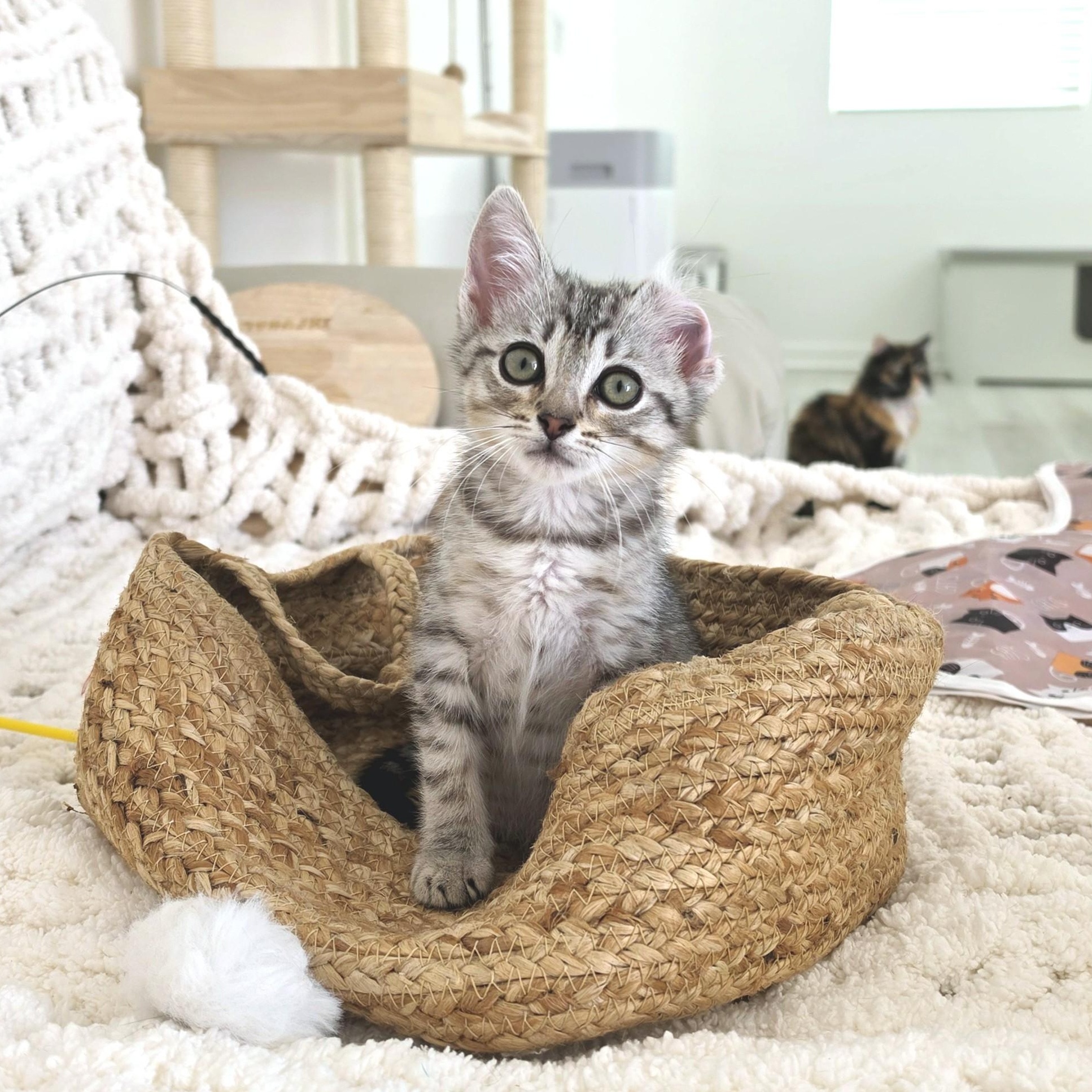 Lili, adopted, Kitten Female Domestic Short Hair.