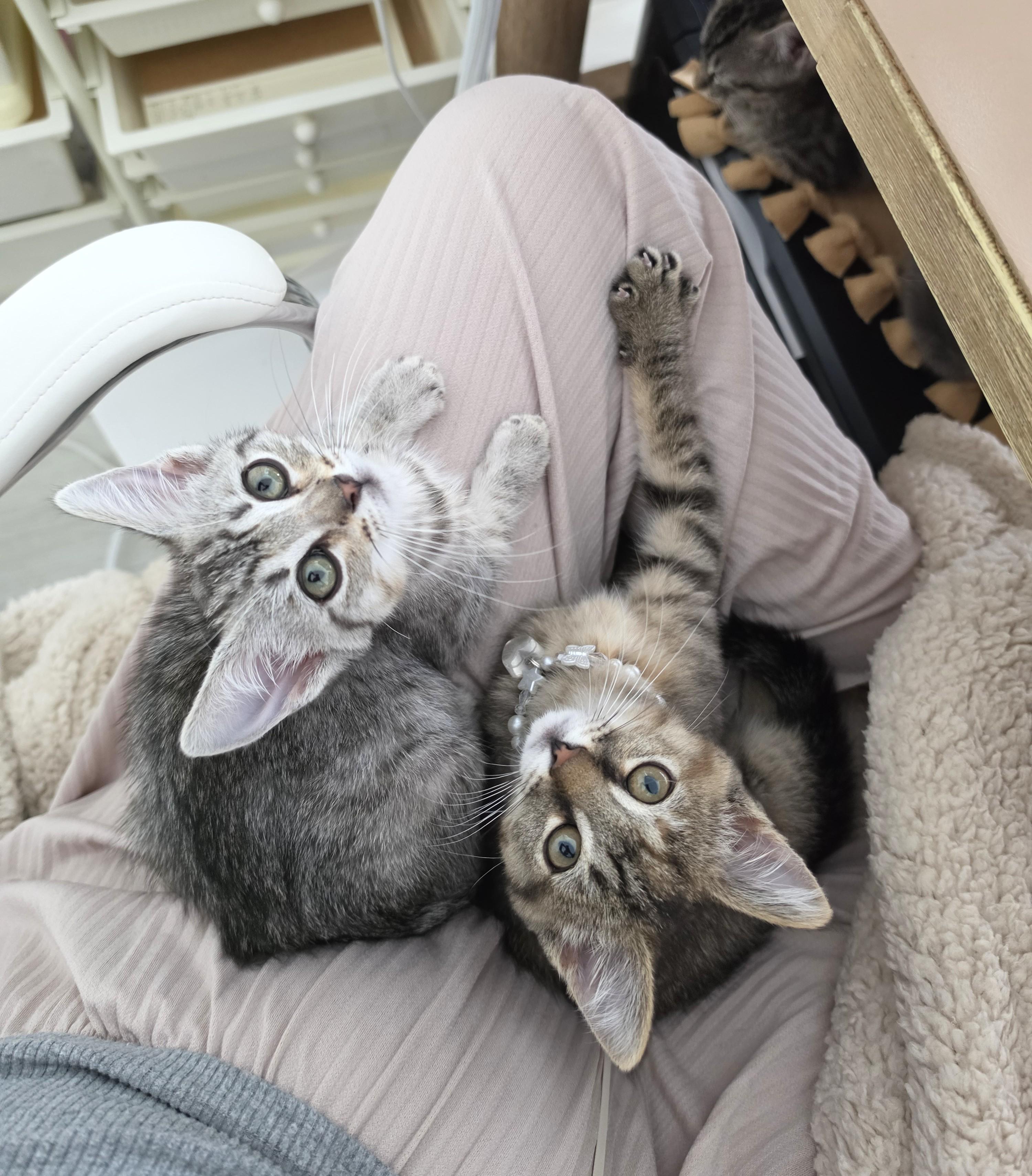 Lili, an adopted Domestic Short Hair in Yorba Linda, CA image 6/6